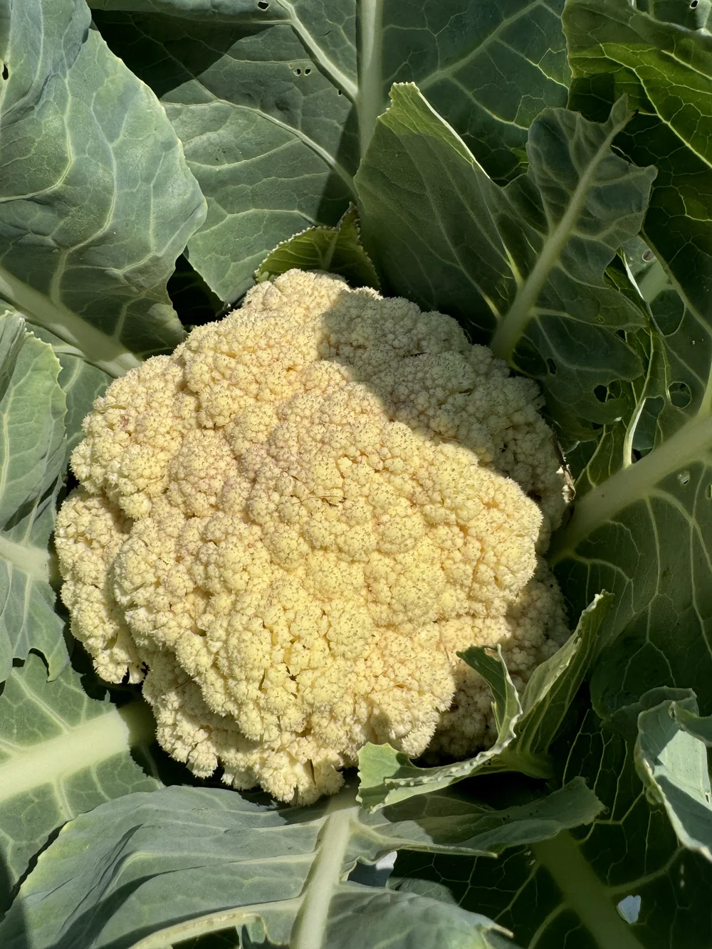 cauli.jpeg