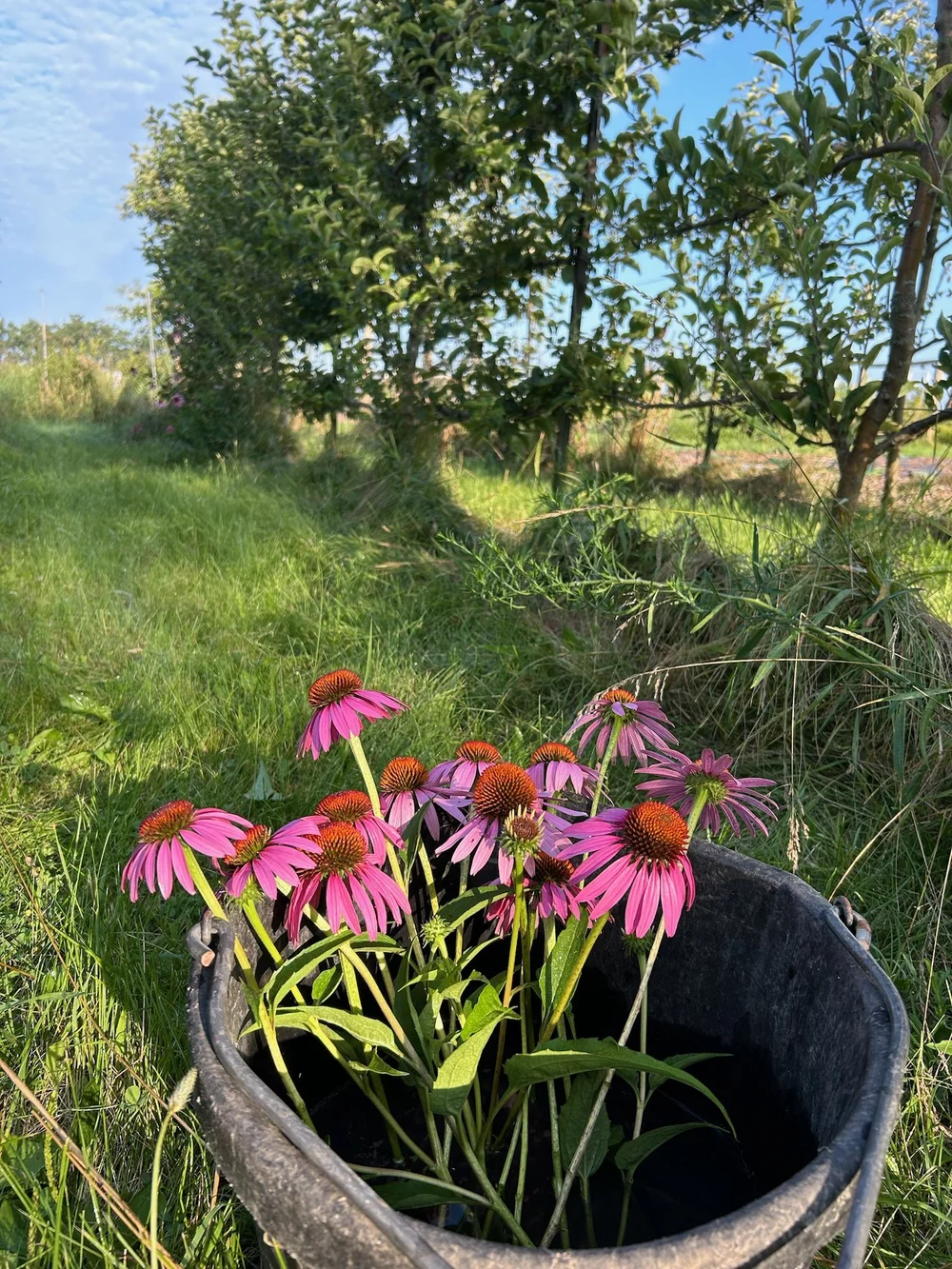 cone flower bucket oRD.jpeg