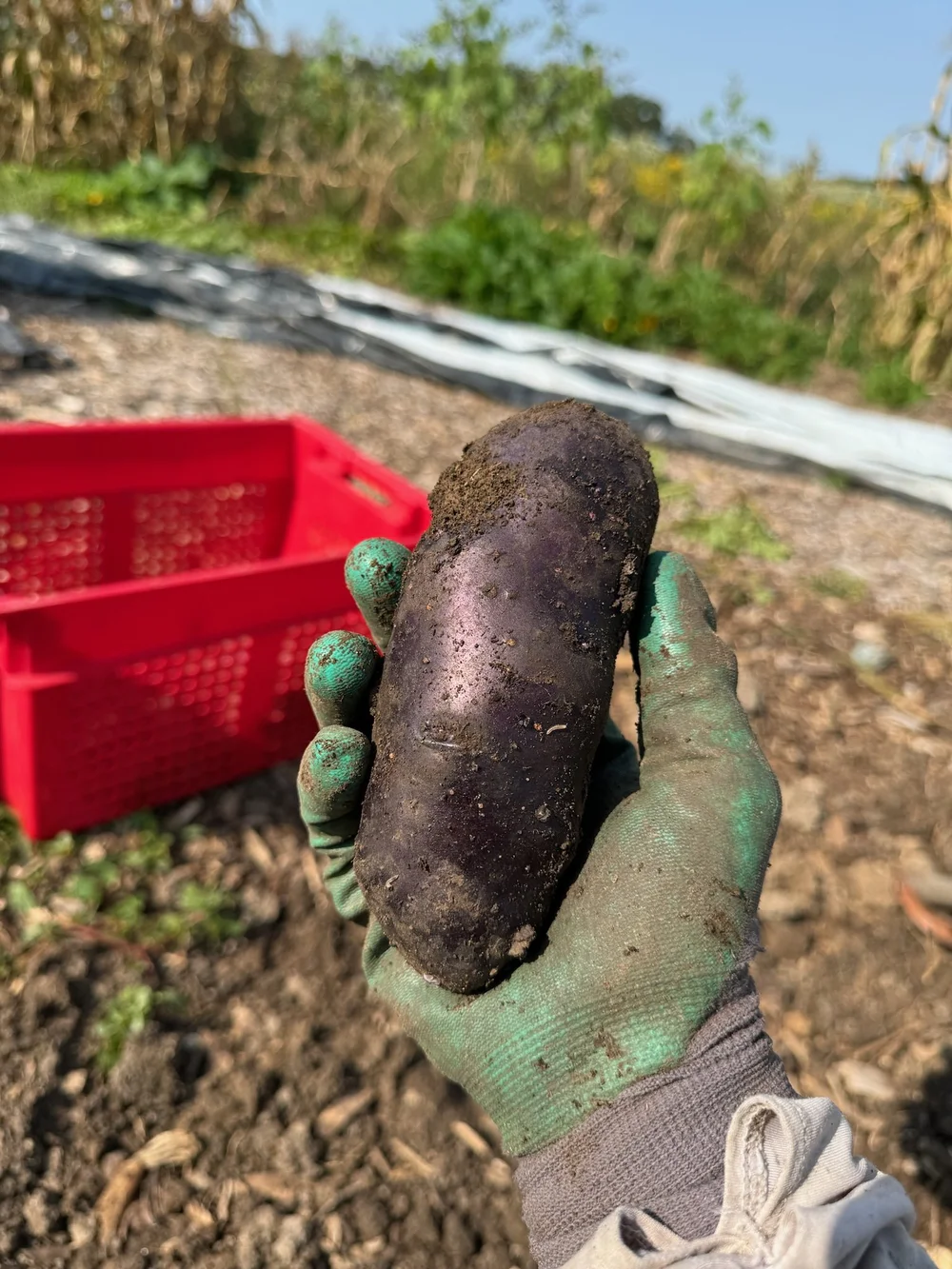 PURPLE POTATO.jpeg
