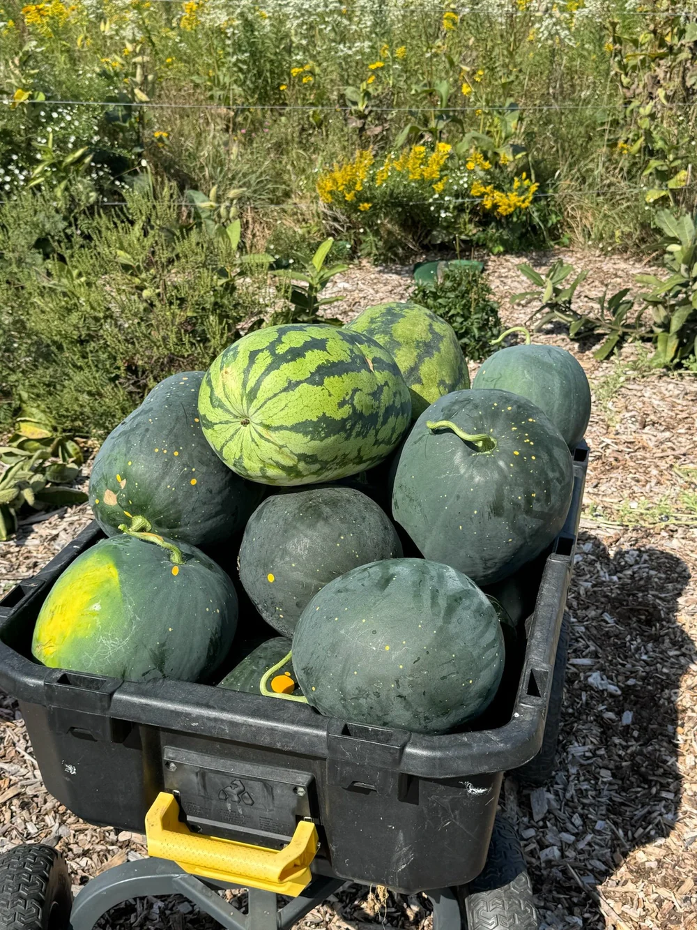 MELON CART.jpeg