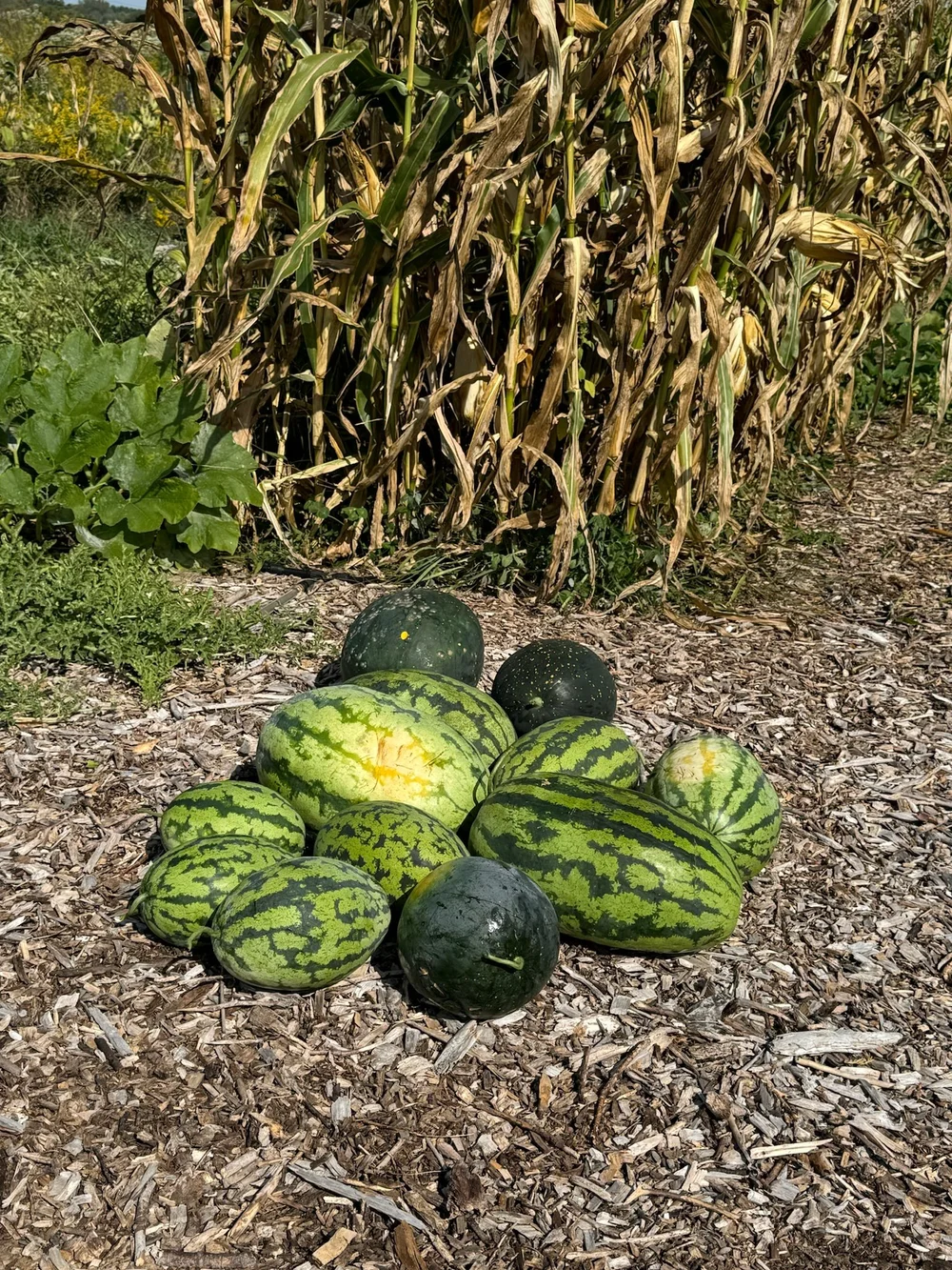 MELON PILE.jpeg