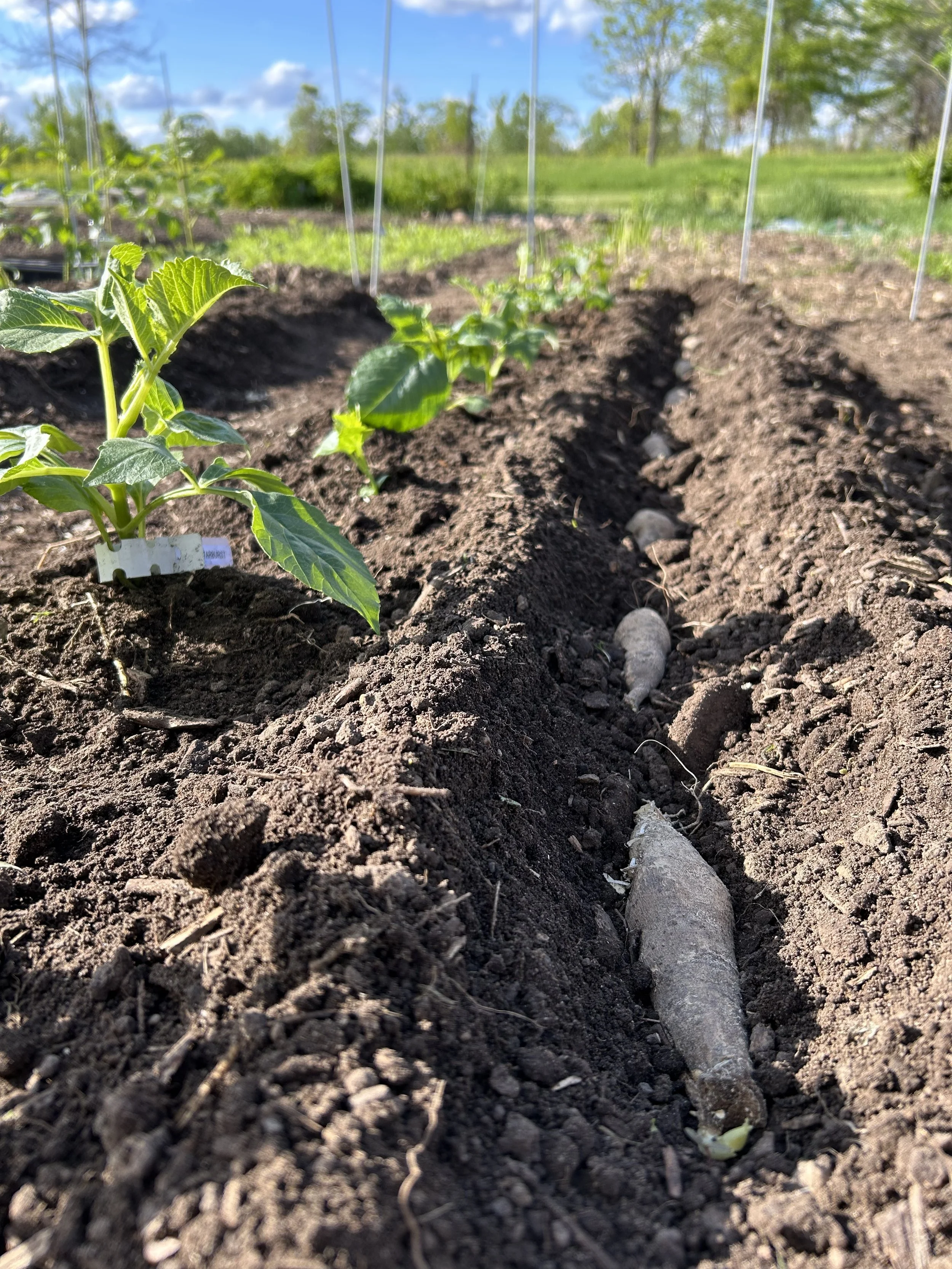 Dahlia Growing Guide