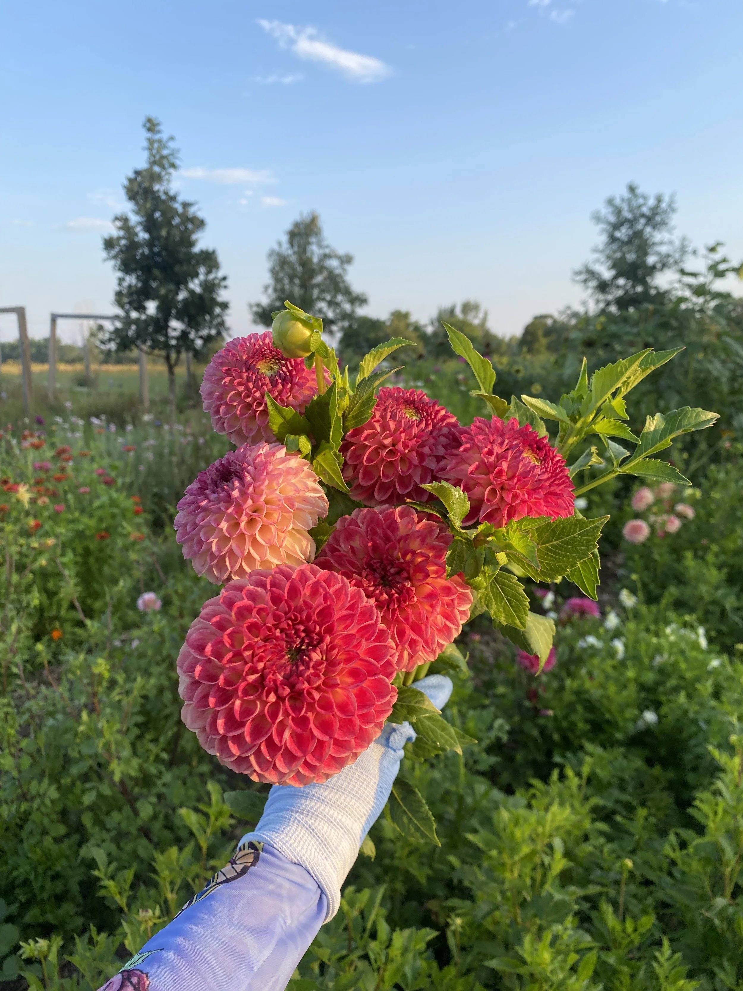 Camano Mordor_2.jpeg