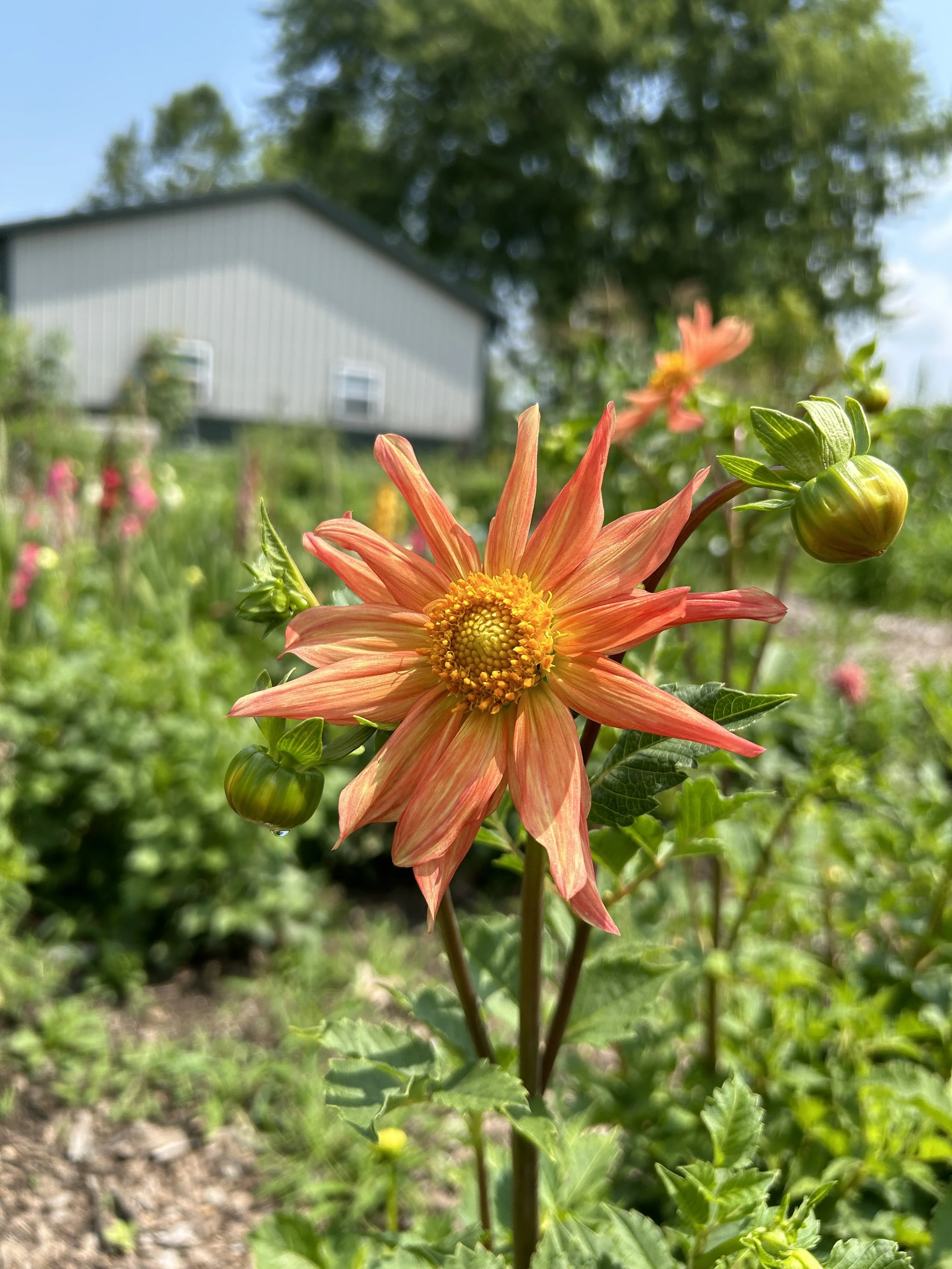 Orange - Incurved - Cactus.jpeg