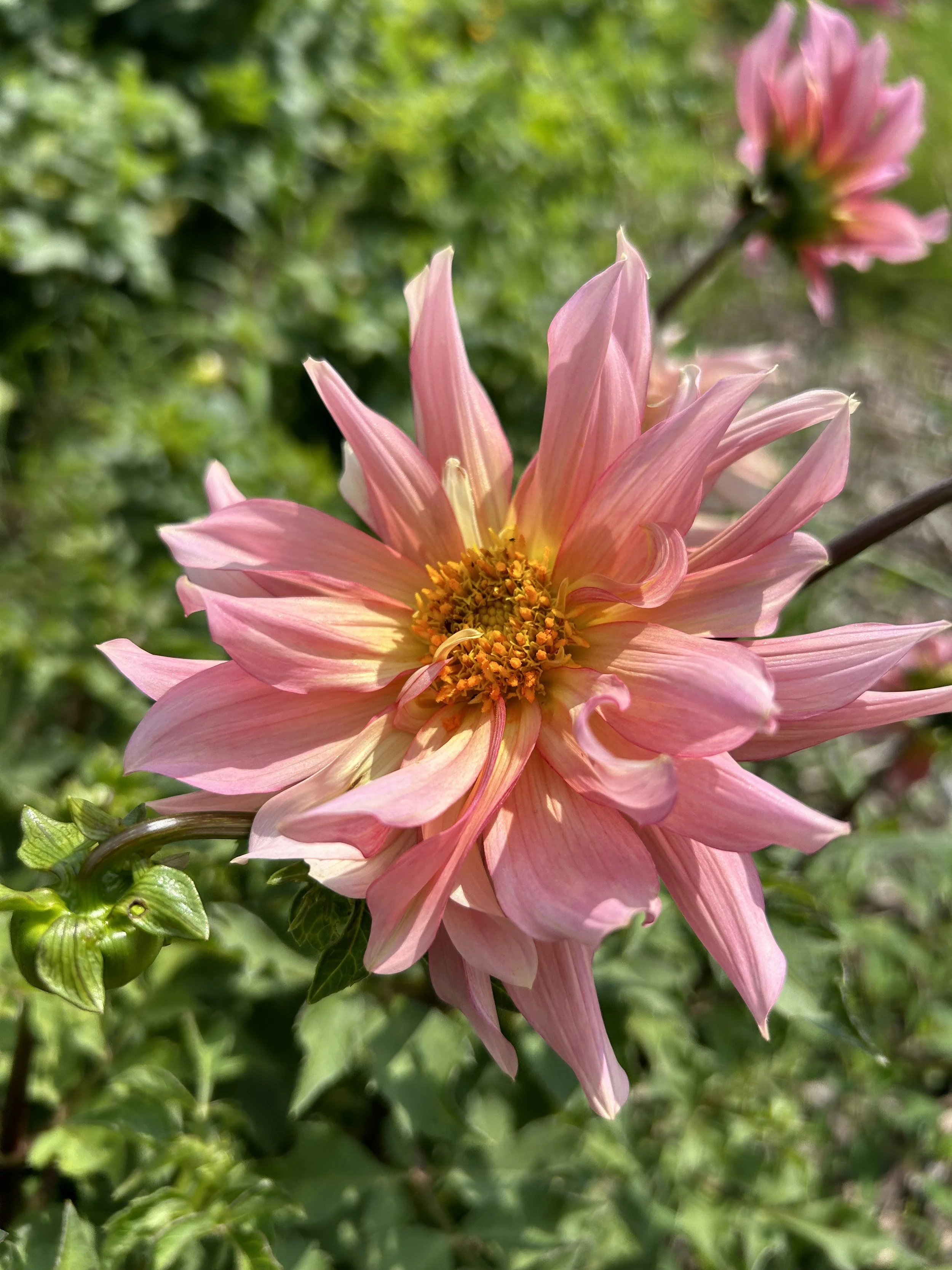 Pink:Peach - Open.jpeg