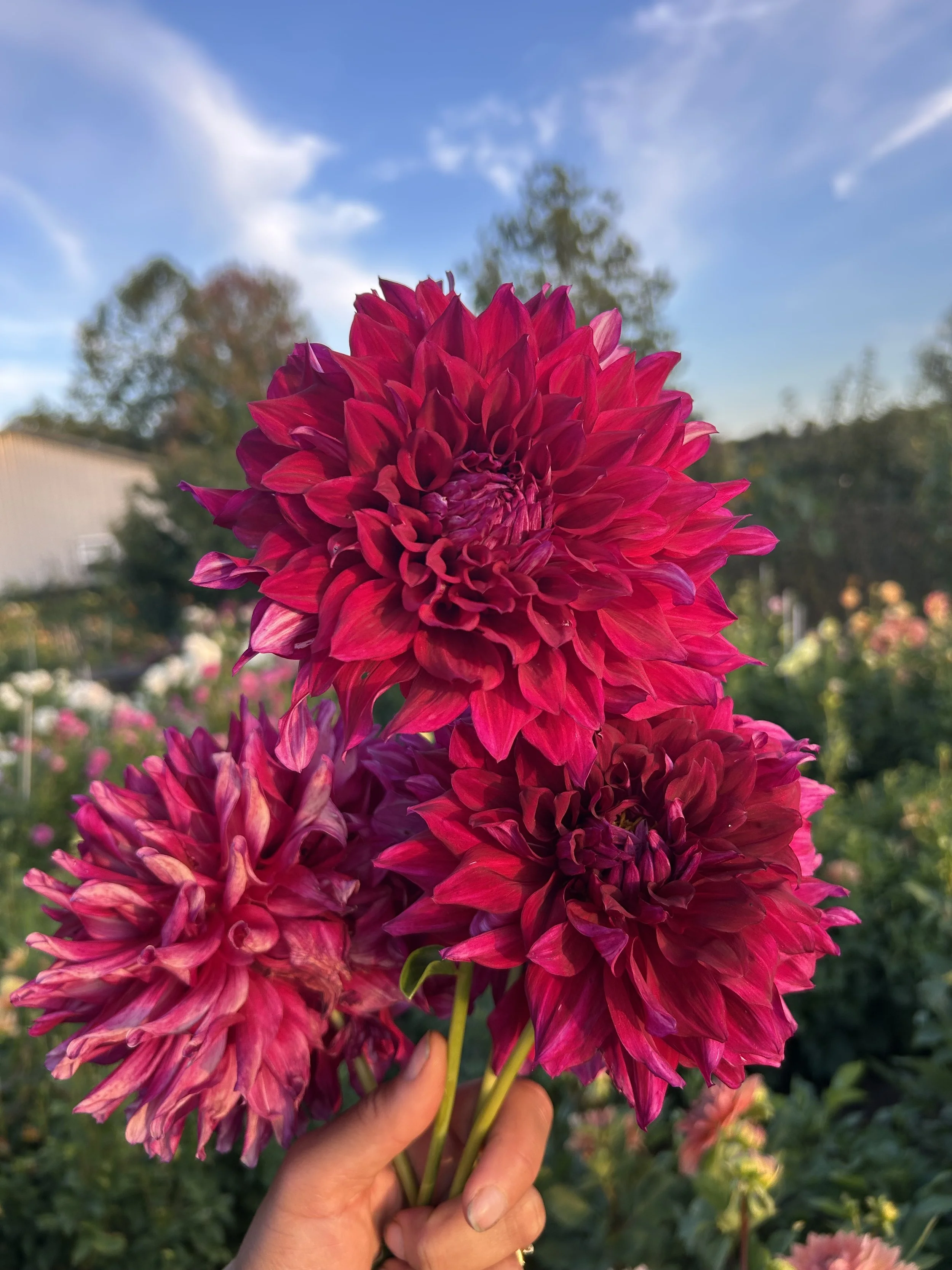 Raspberry Frost_1.jpeg