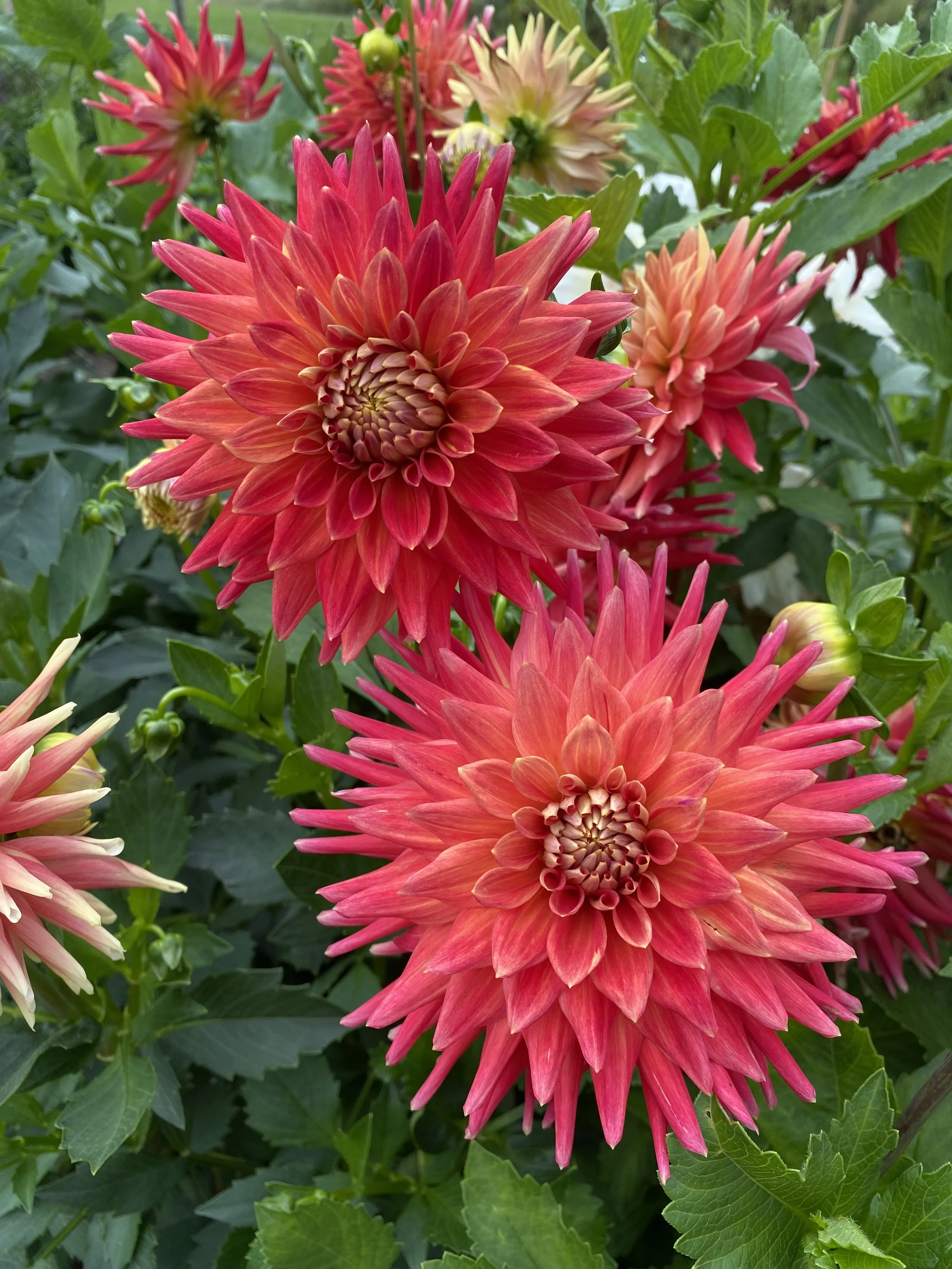 Our Dahlia Collection