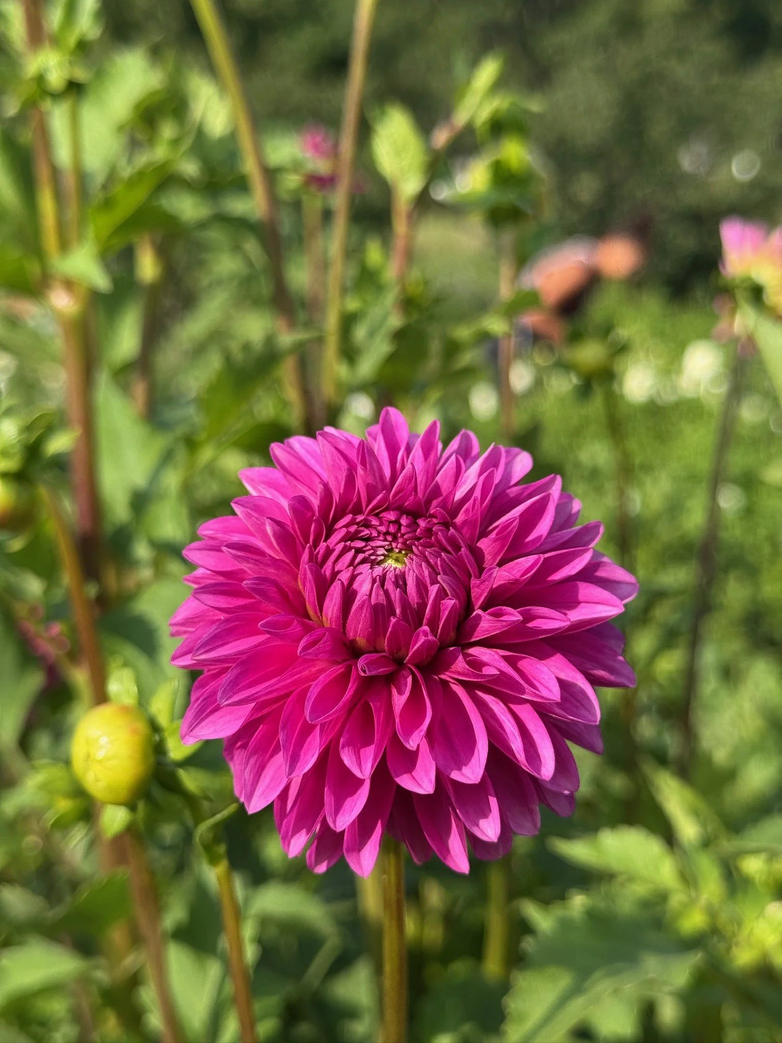 Holly Hill Bill M.JPG