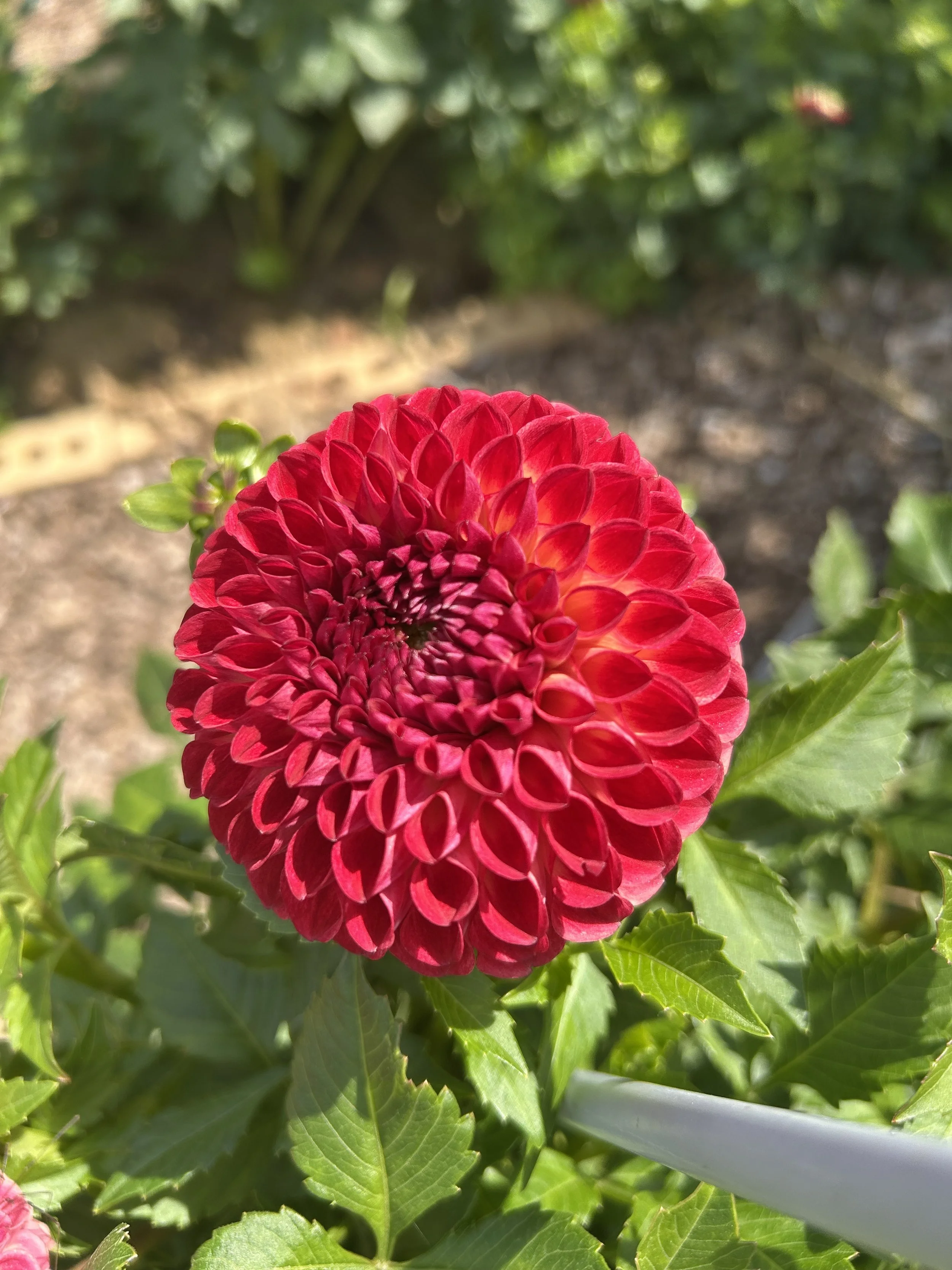 Caamano Mordor_1.jpeg