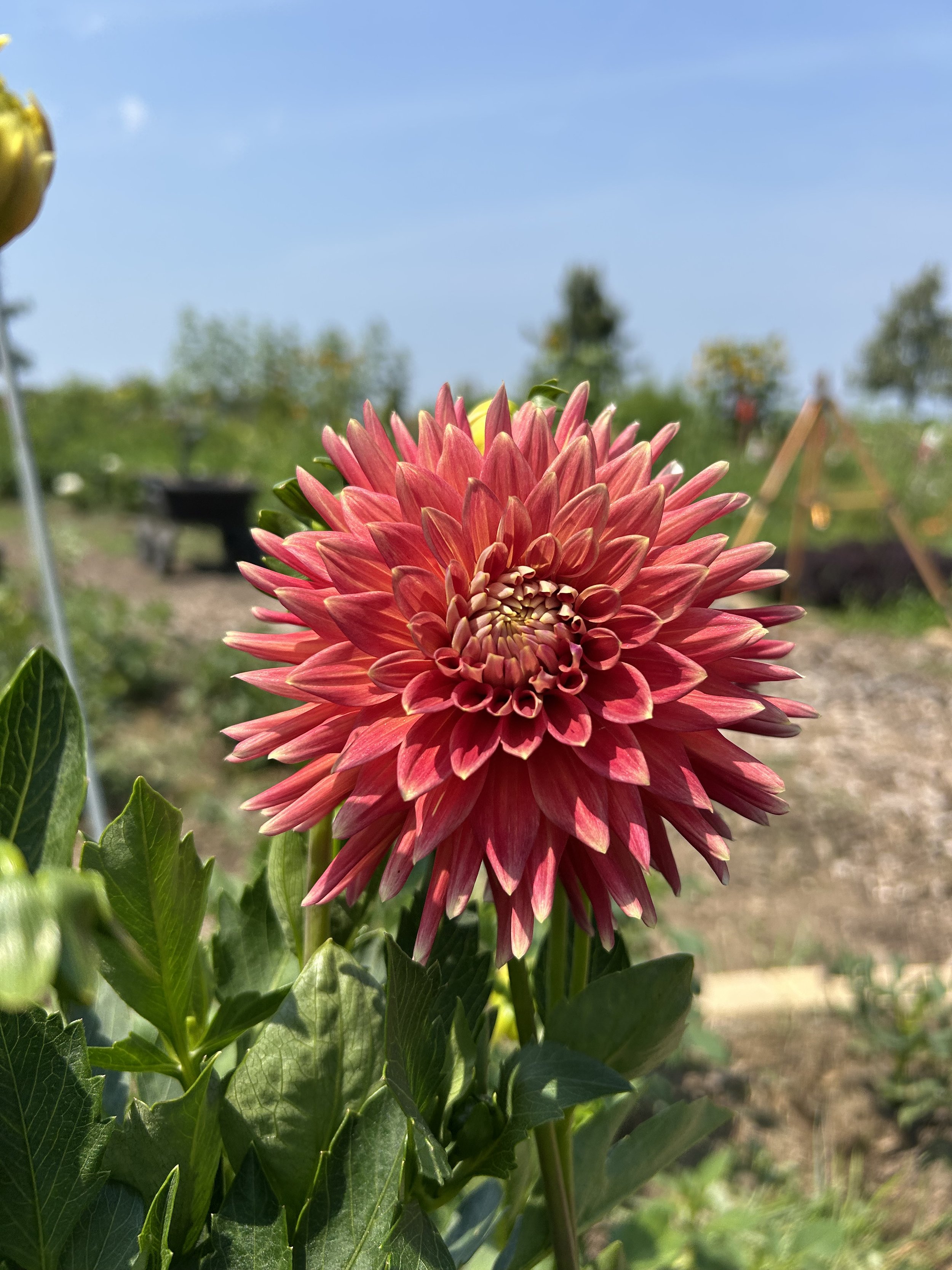 Allen's Starfire.jpeg