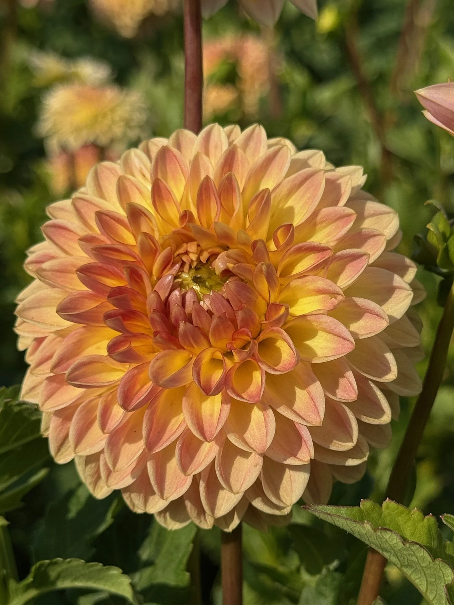 Blyton Softer Gleam.JPG