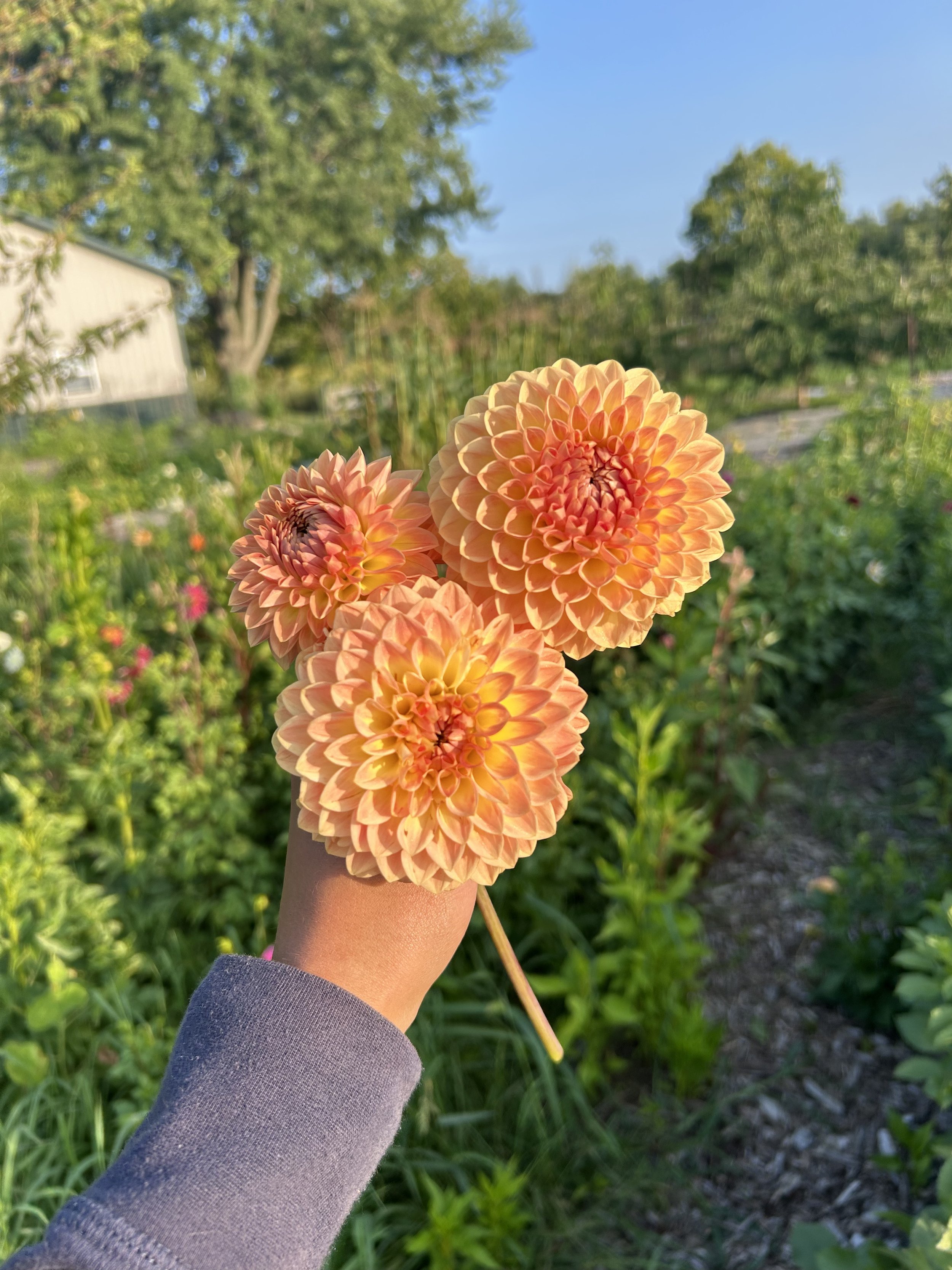 Blyton Softer Gleam_1.jpeg