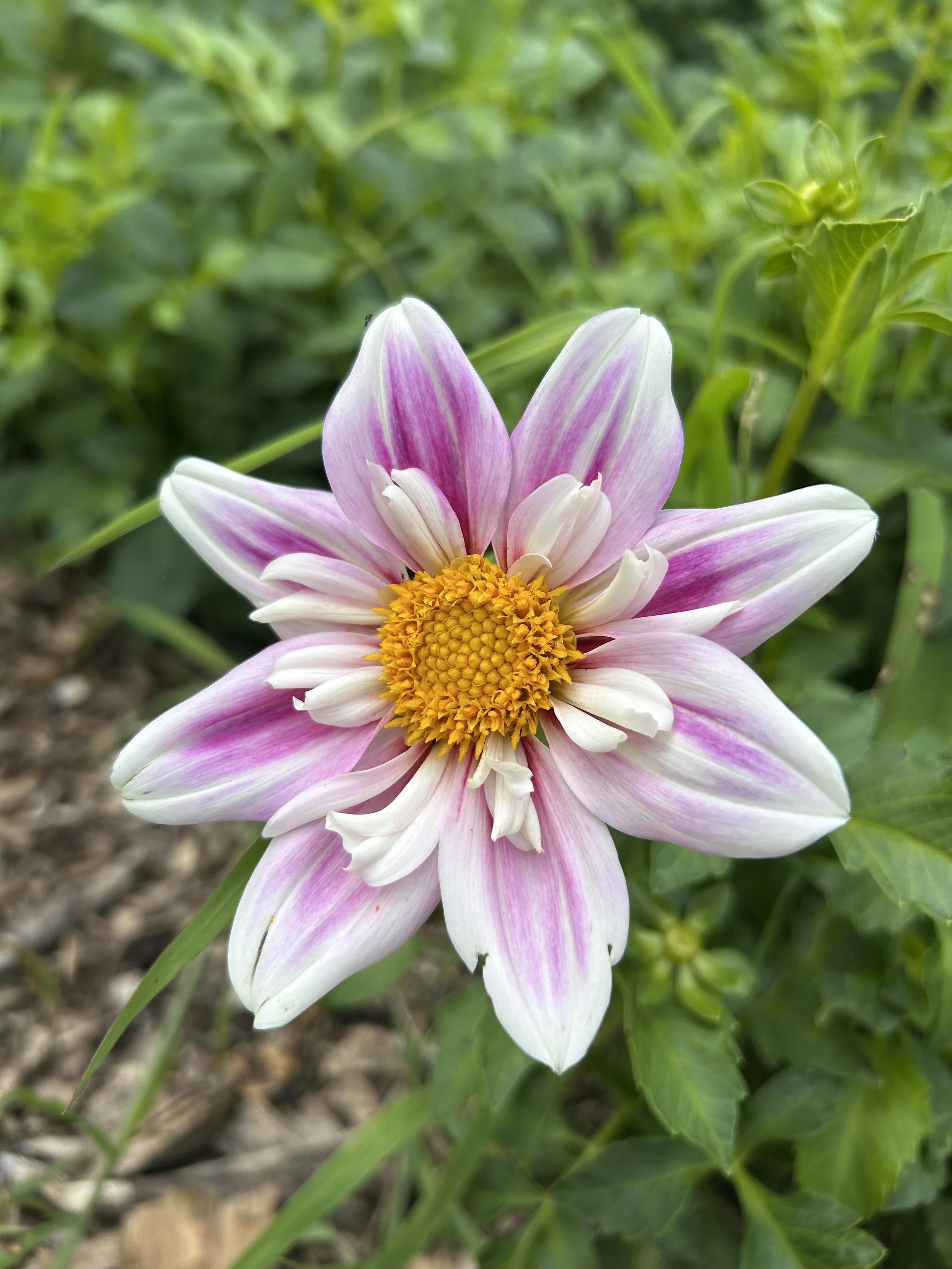 Pink:White Collarette.jpeg