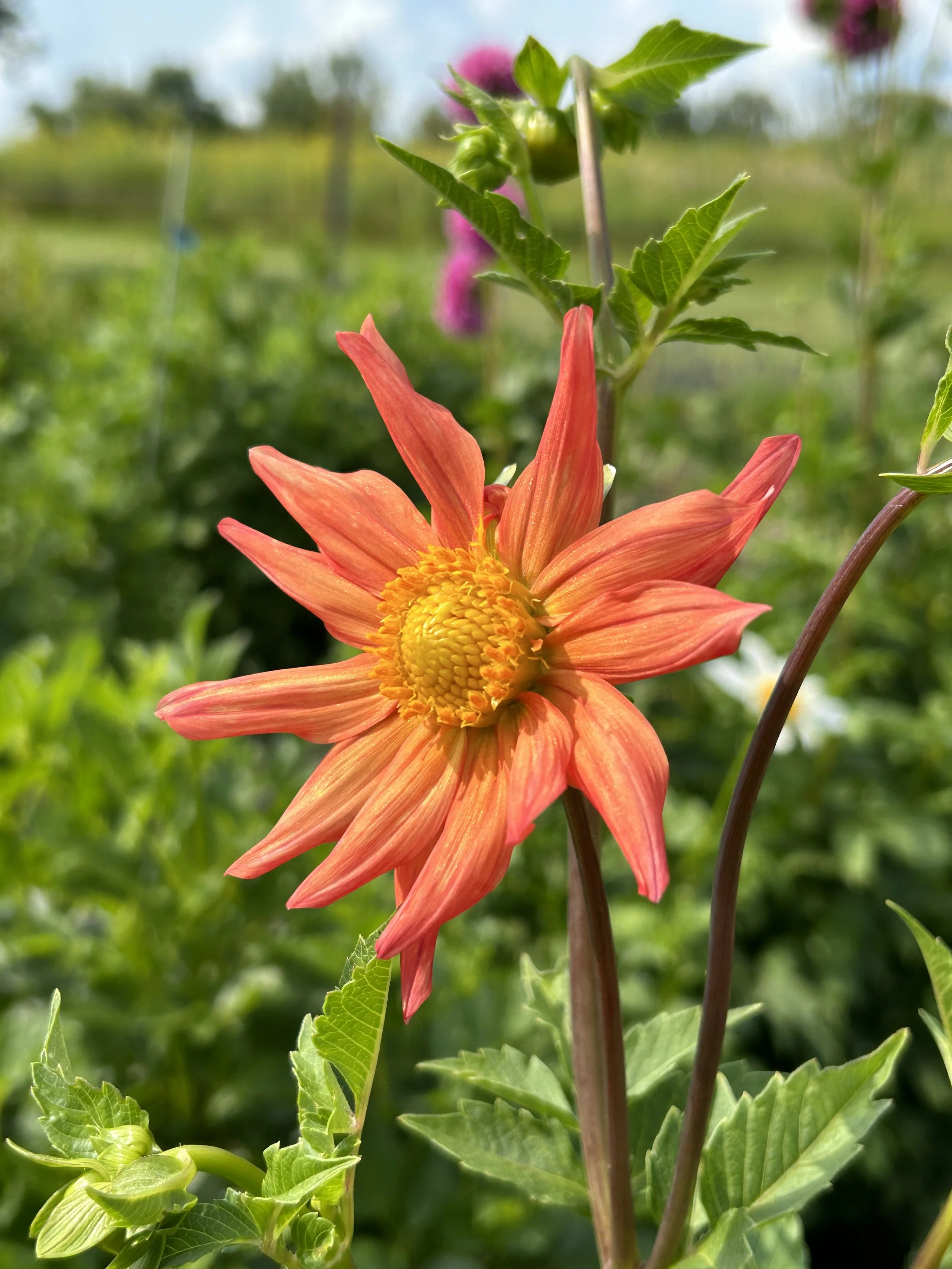 Orange - Incurved - Cactus_1.jpeg