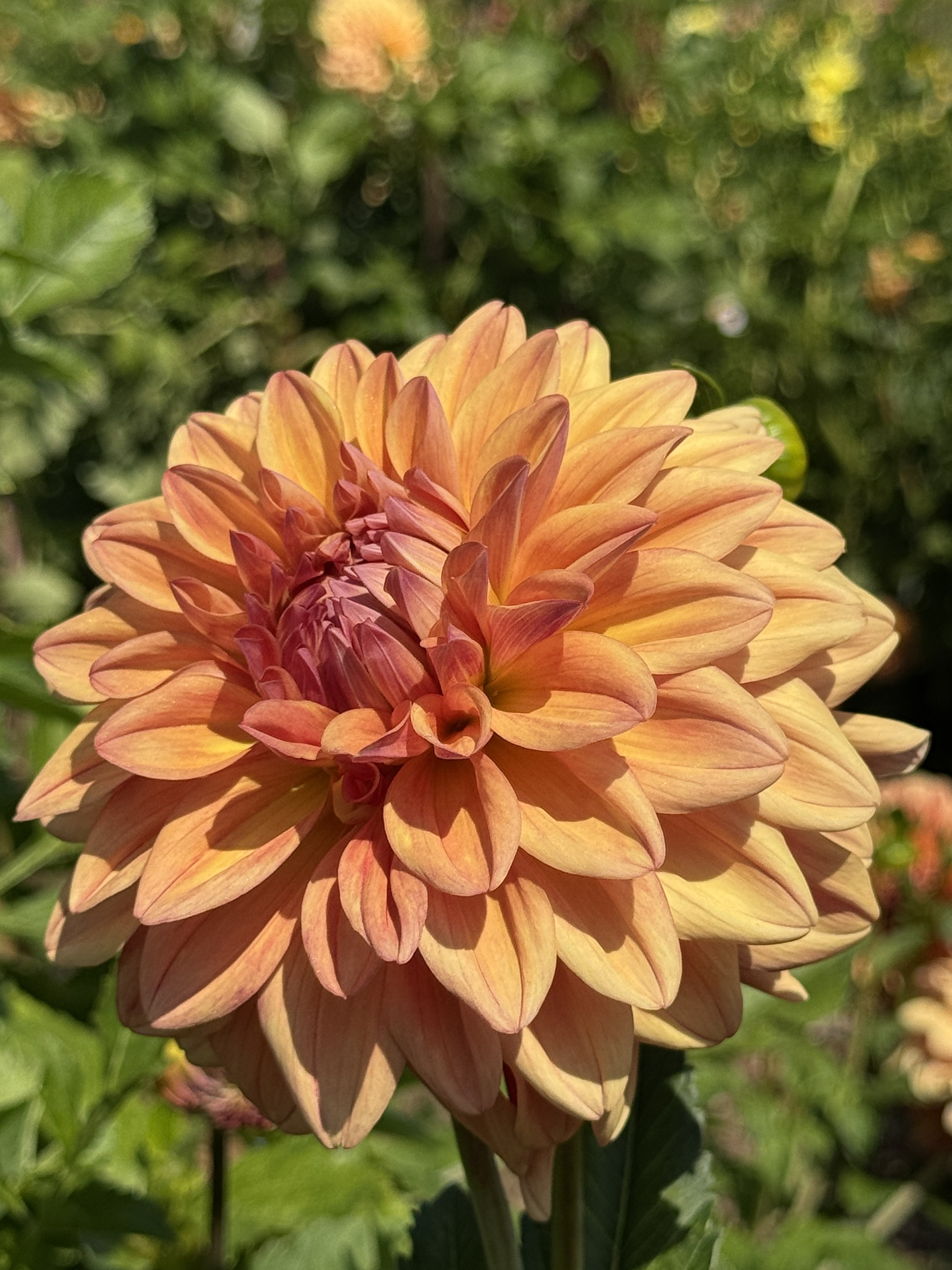 Ferncliff Copper.JPG