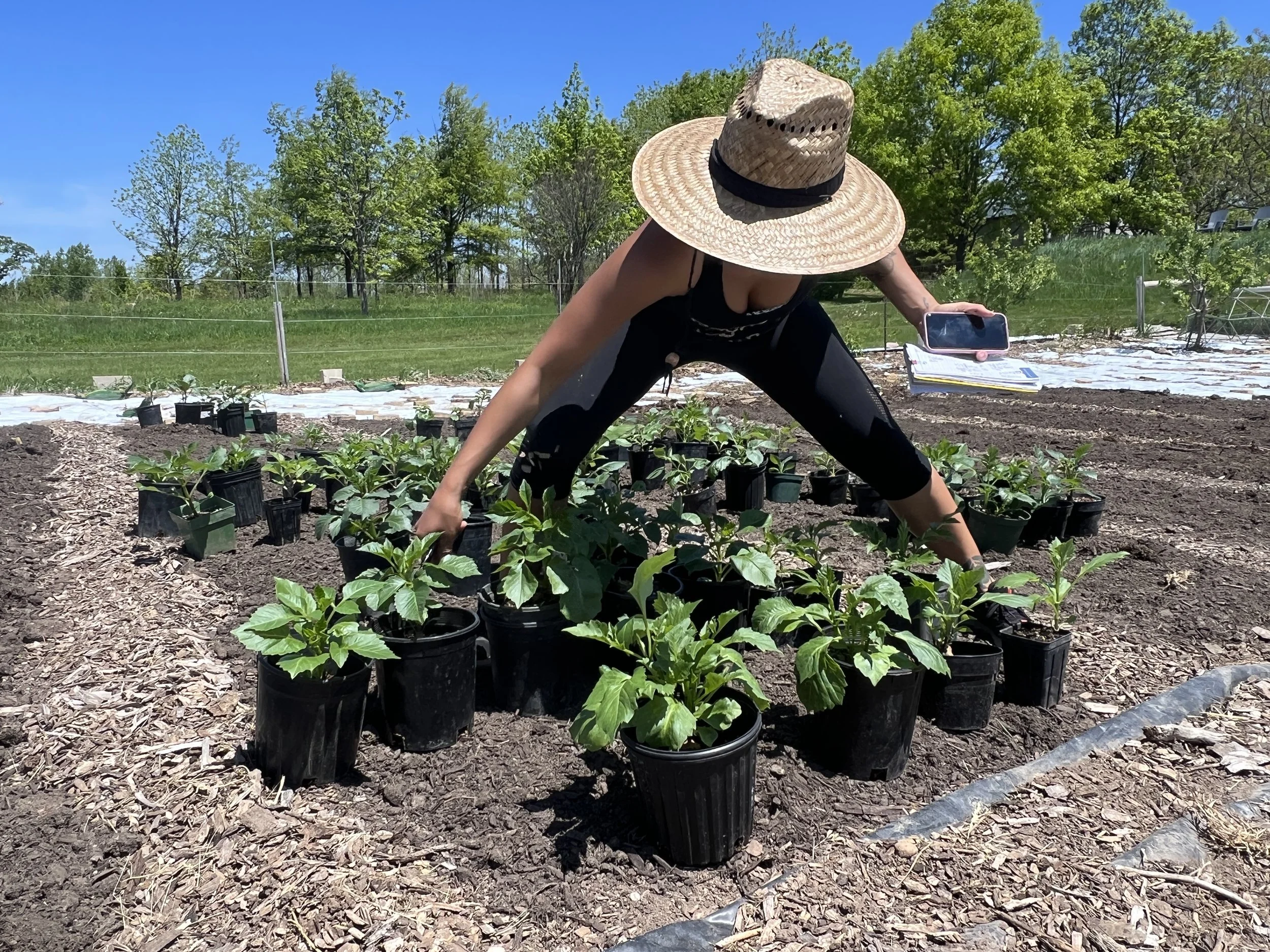 Organizing potted dahlia plants in the garden before planting.