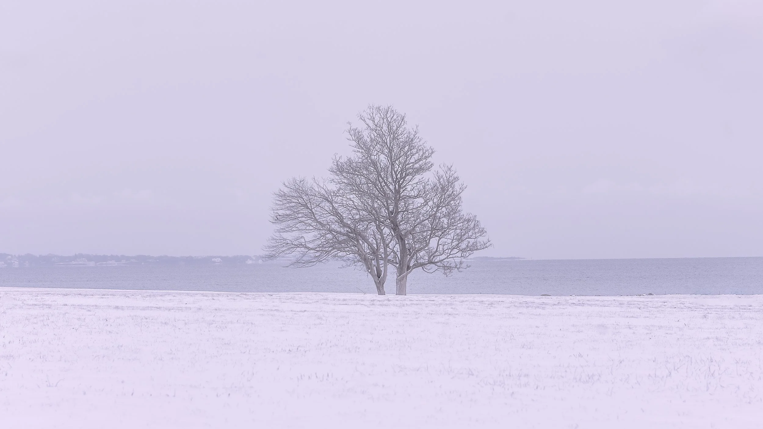 A lone tree in a snowy field near a body of water on a cloudy winter day.
