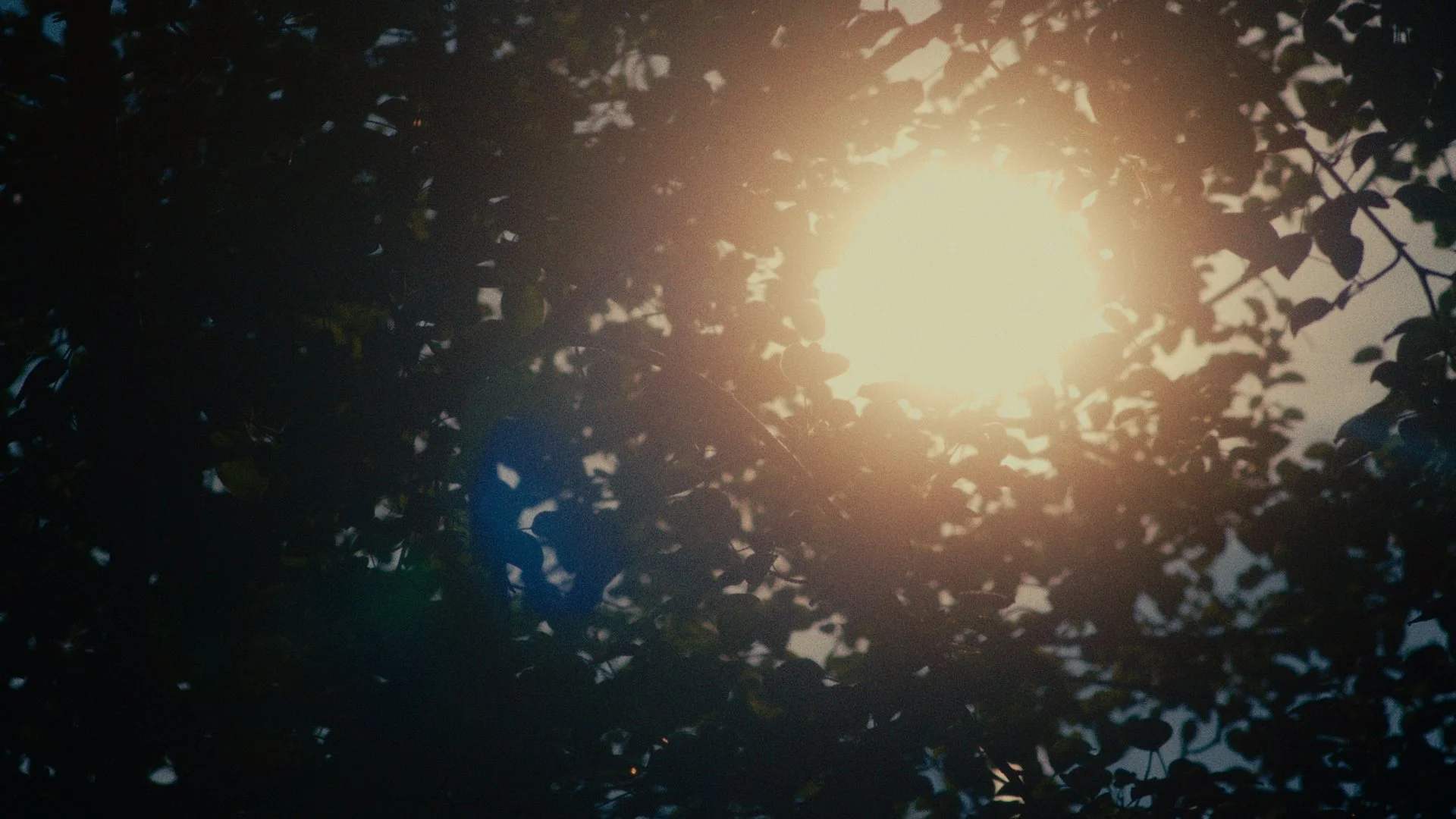 SOLAR EMBRACE (2026)