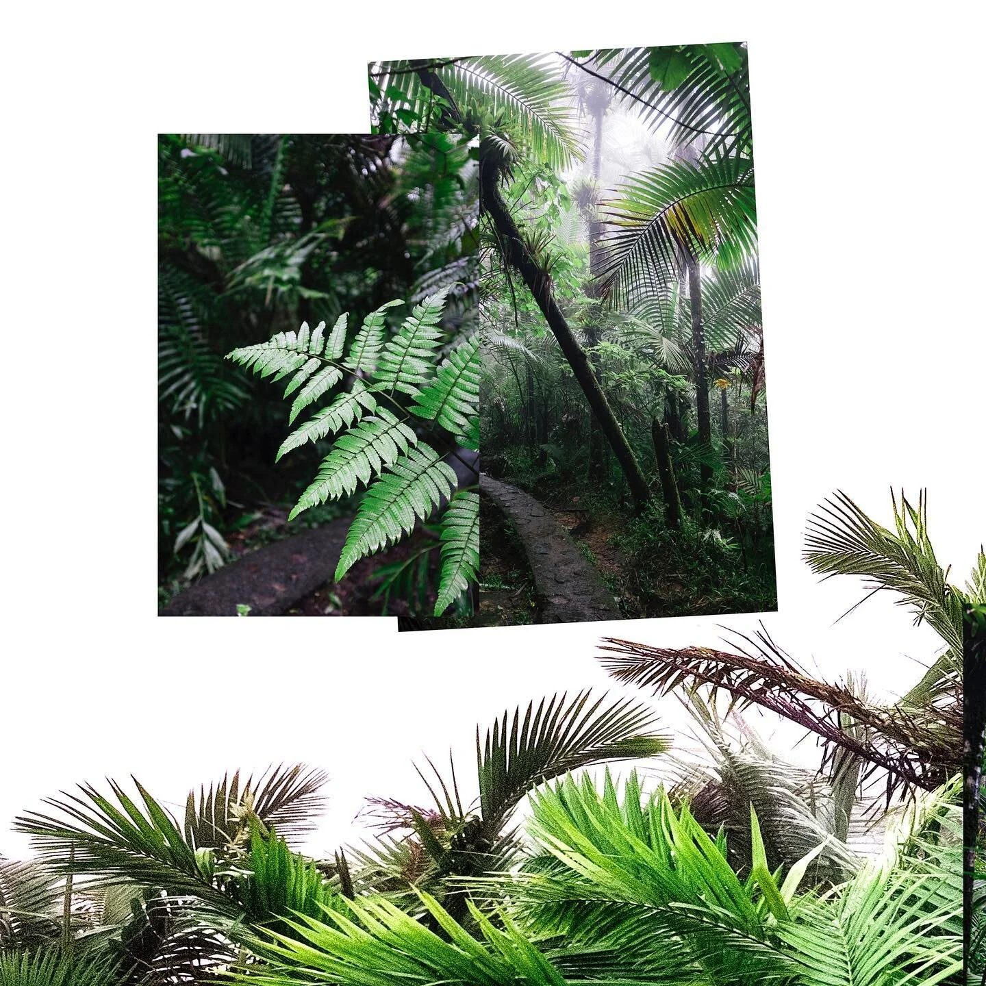 Greenery in El Yunke National Forest, PR