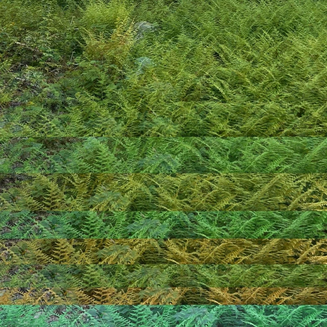 A digitally distorted image of green ferns and plants with horizontal color bands creating an abstract pattern.