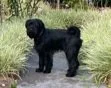 "I coulda been a show dog, I woulda been a contender! - But I reckon farm dog is better anyway"