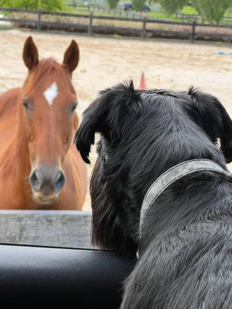 "I know the horse has a name - I suggested 'HorseMeat' would be more appropriate, but Marnie and Aaron weren't impressed"