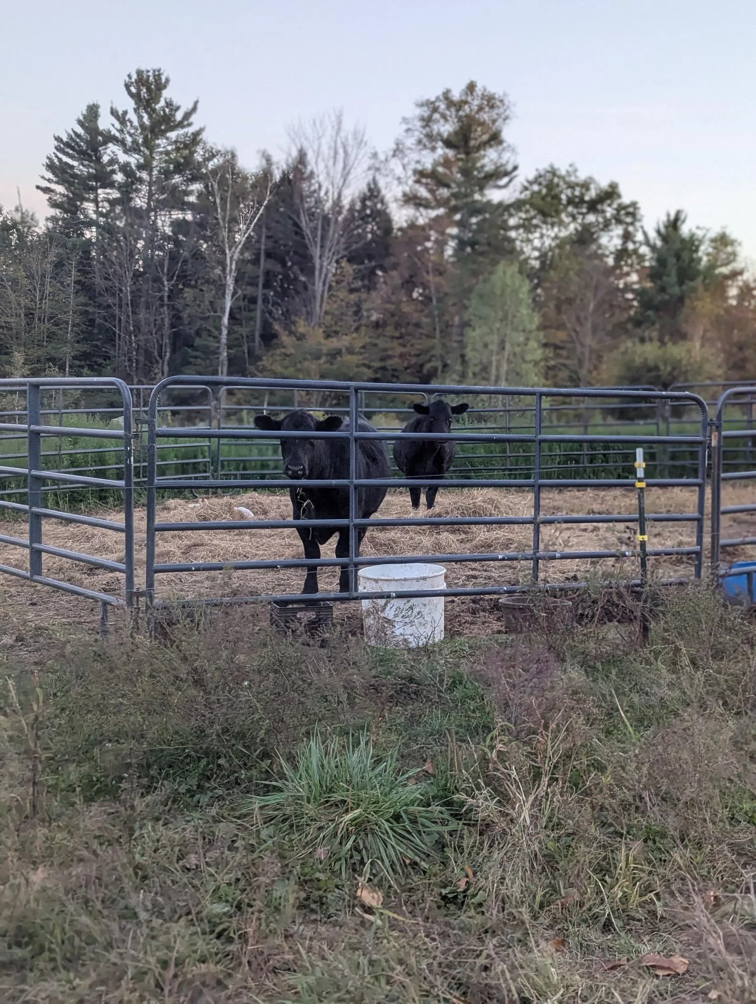 Staring us down at the Bardo Potluck October 2025!