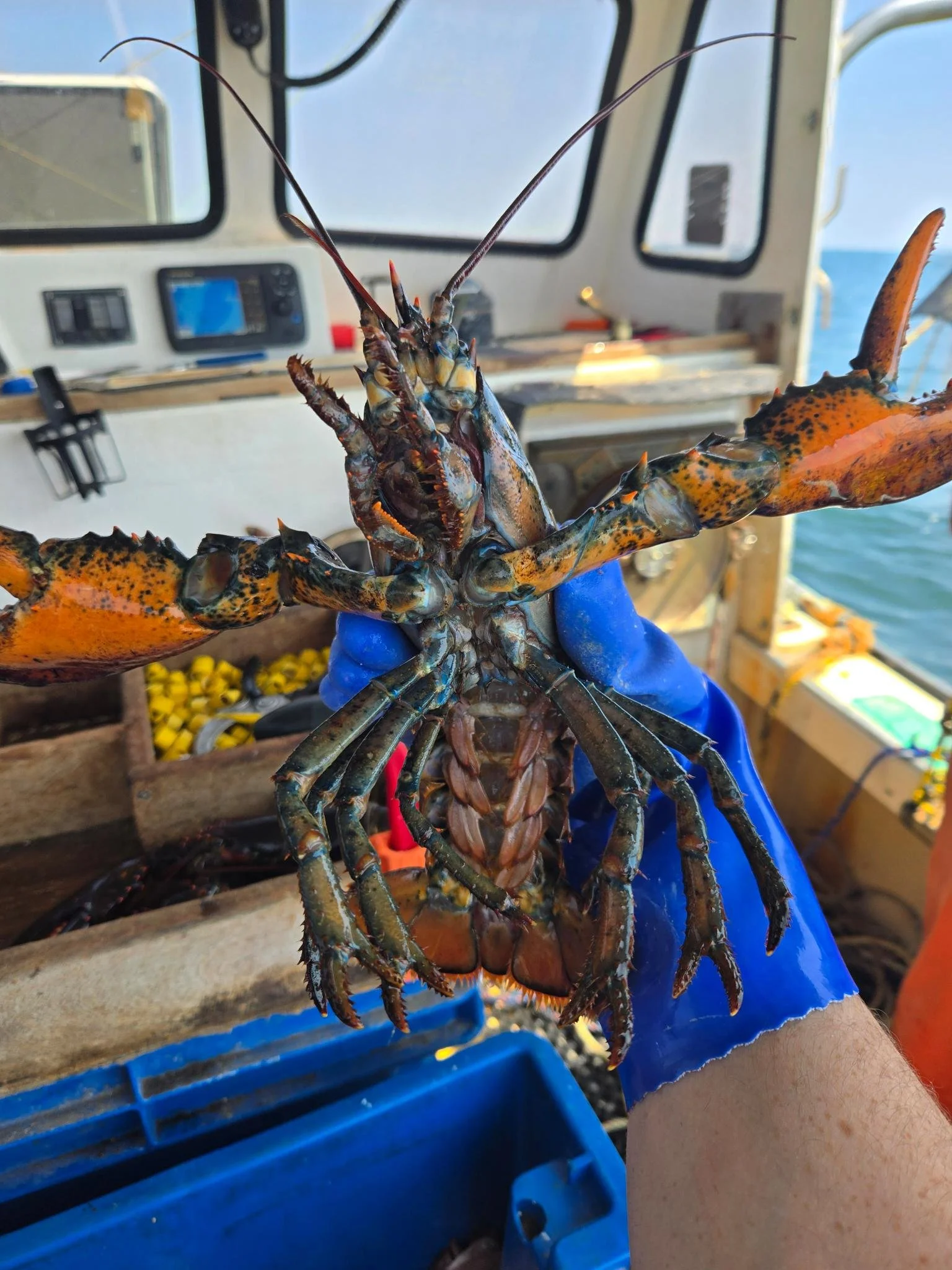 Tis the season for Free State lobster. One of the most delicious elements of summer in New Hampshire. 🦞