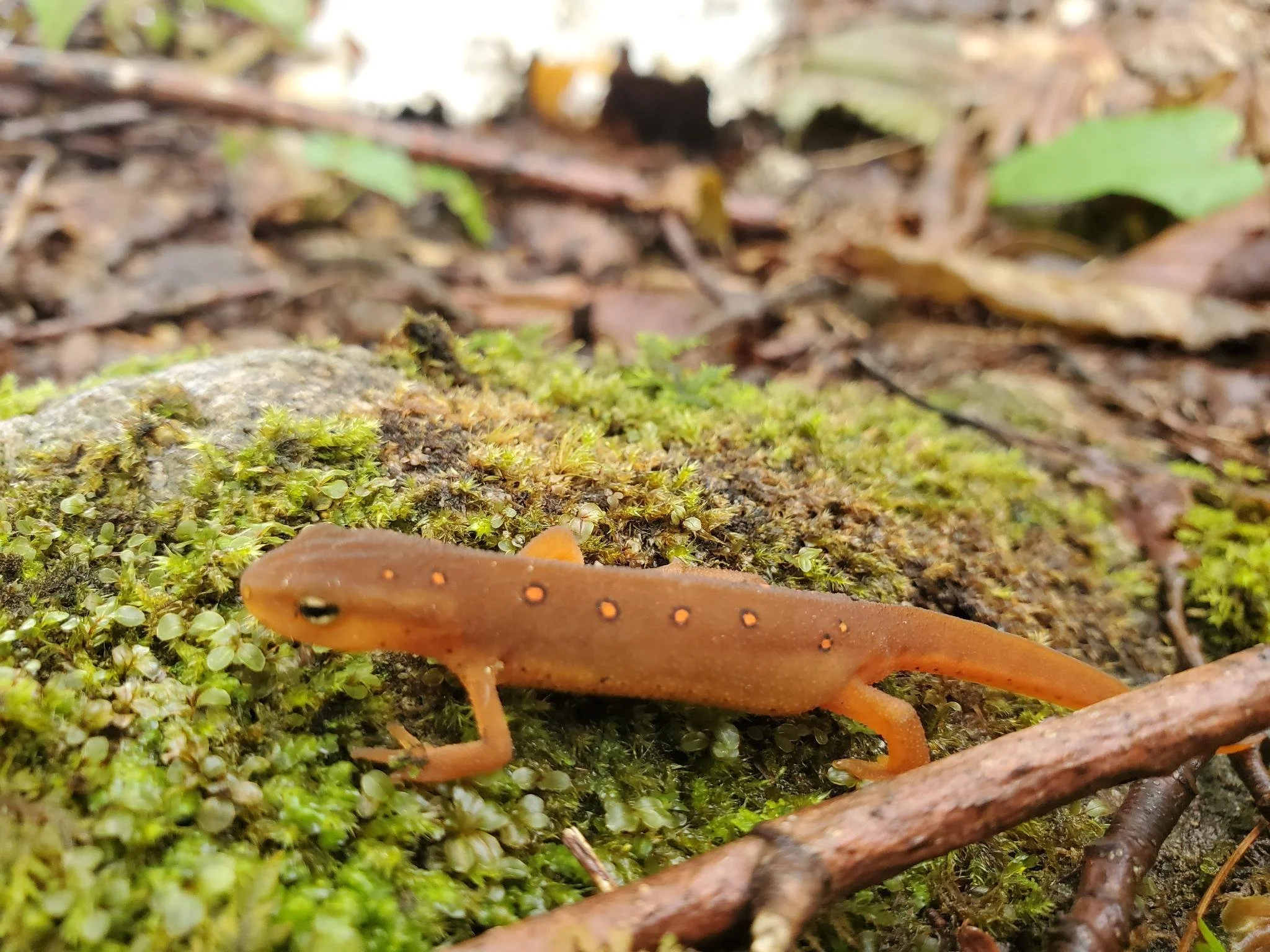 Salamander Season. Thanks to recent weather, it's a good time to spot salamanders in the Free State.