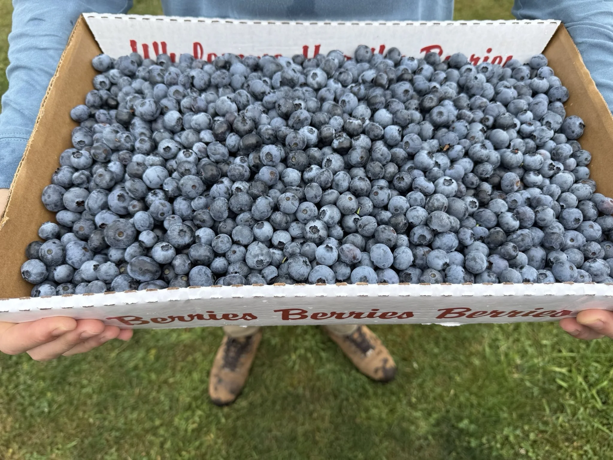 NH Blueberry Season is Here! Bet you can't eat only one.