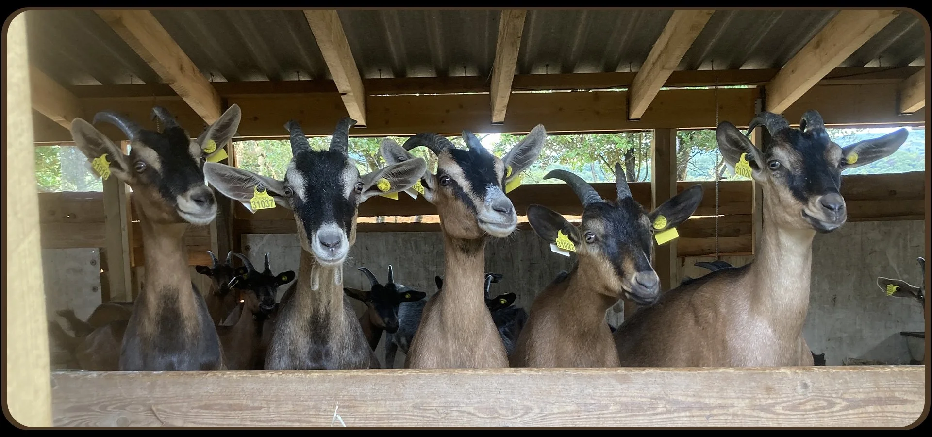 A group of goats inside a wooden shelter, some with yellow tags in their ears, posing for the camera with a background of trees and sunlight.