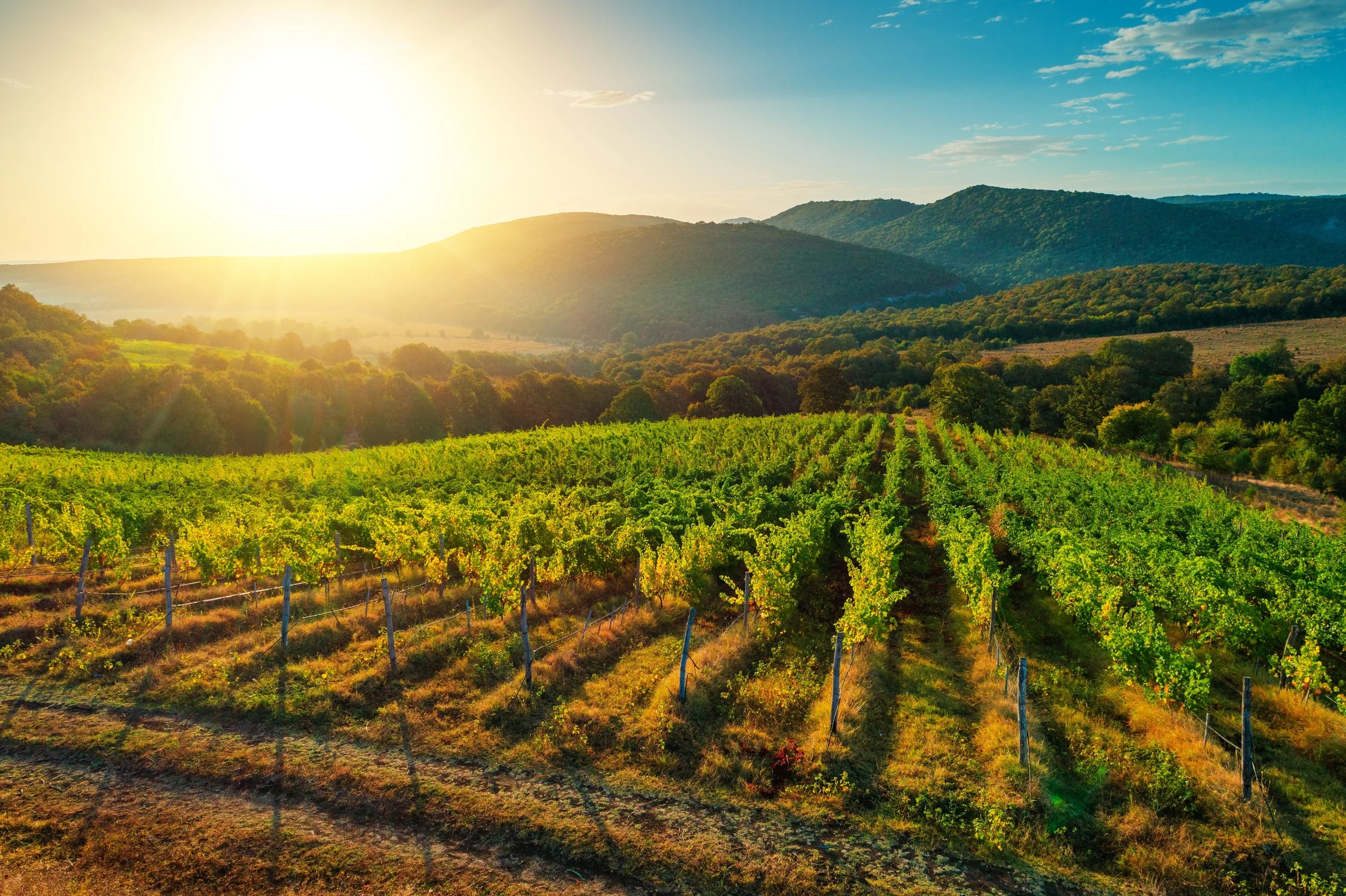 A farm tour includes a vineyard in Santa Ynez valley with green hills and mountains in the background, sunrise with golden sunlight.