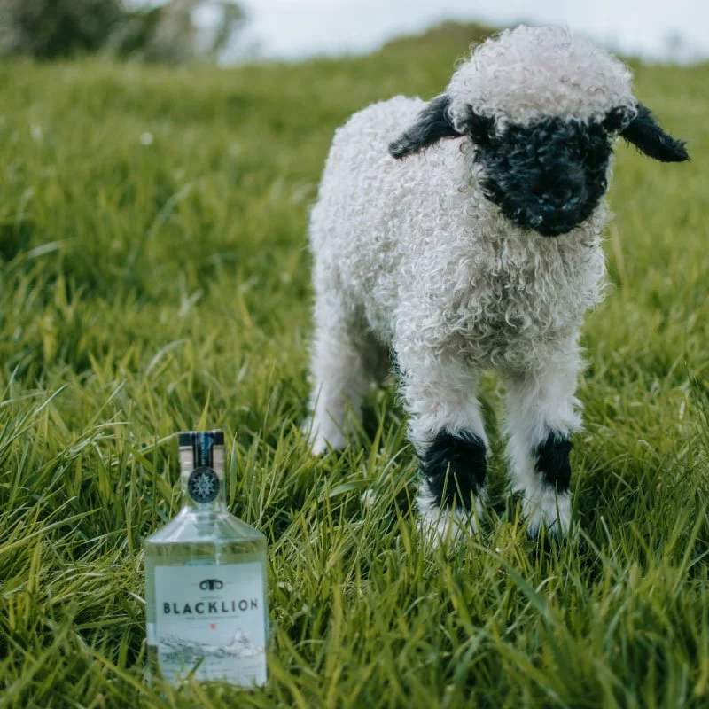 A small black and white sheep standing on green grass with a bottle of Black Lion gin in the foreground.