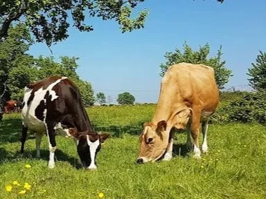 On a Heritage Farmland guided tour, two cows grazing on green grass in a field with trees in the background, under a clear blue sky.
