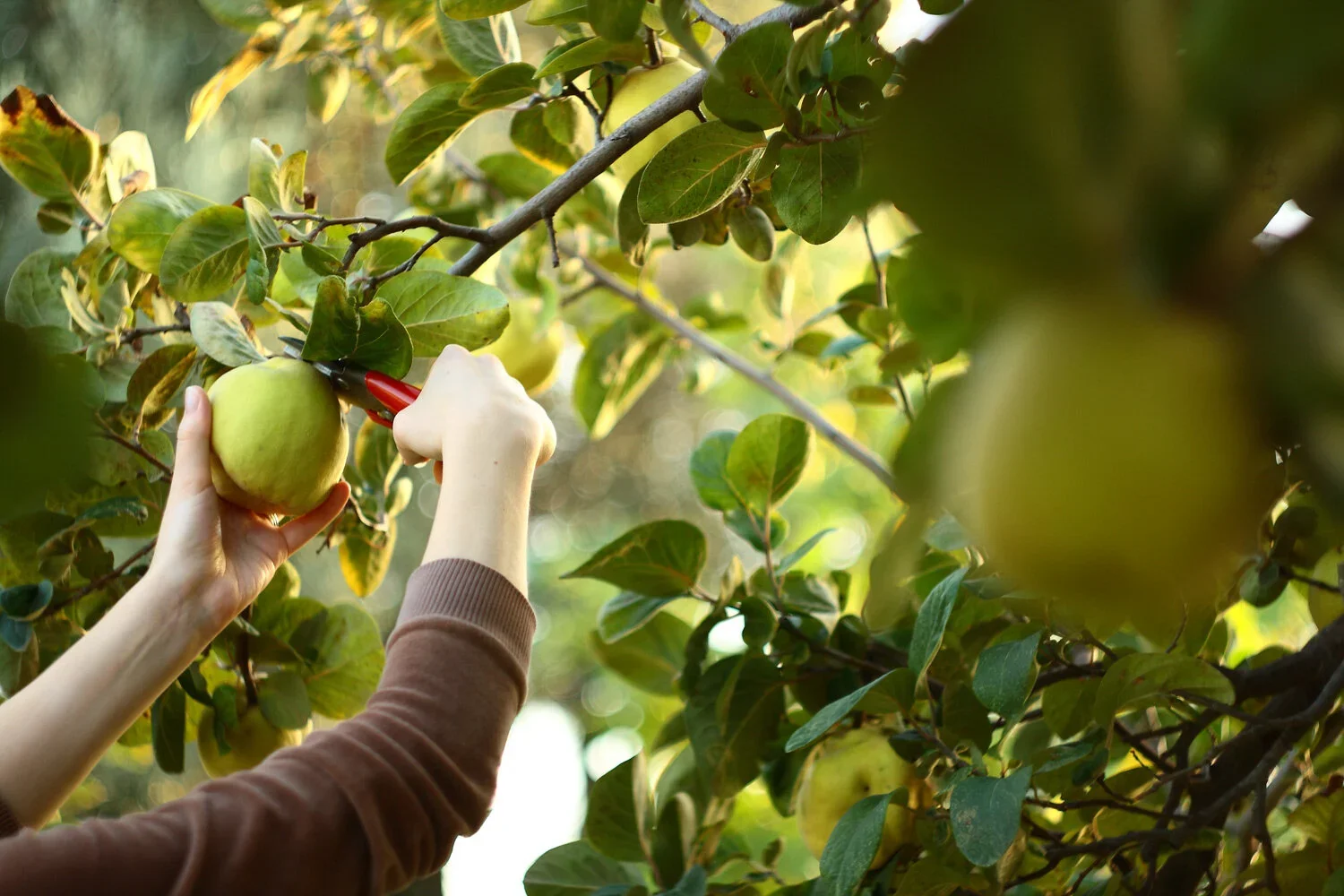 Person harvesting a ripe green apple from an apple tree using pruning tools in an orchard.