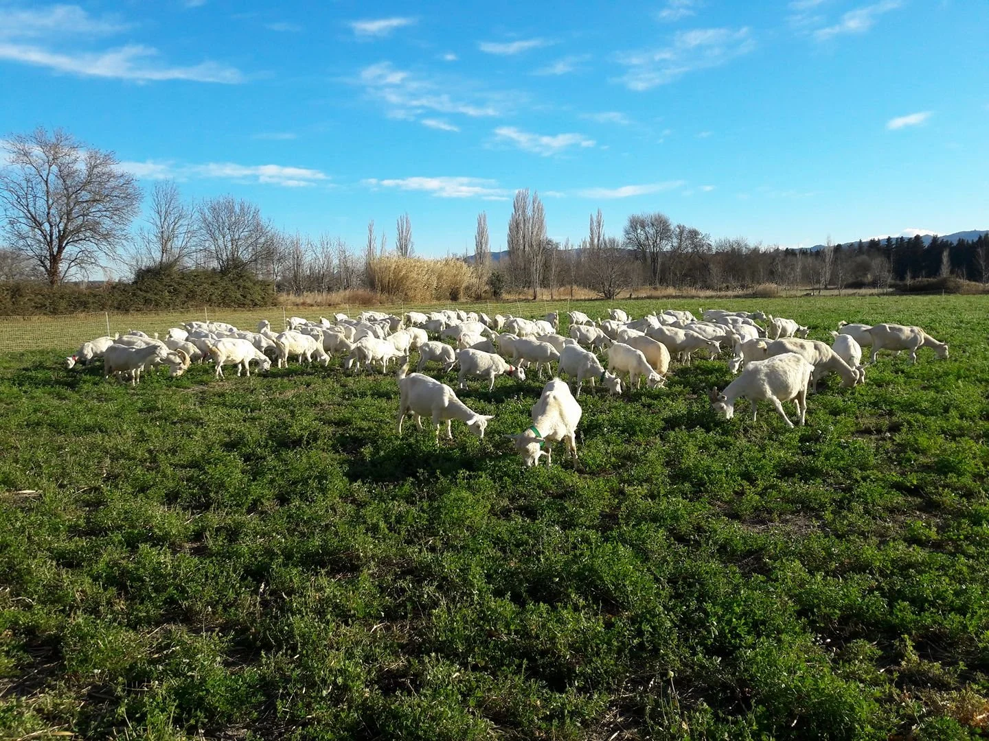 A herd of white goats grazing on green grass in a rural field, with trees and mountains in the background under a partly cloudy sky.