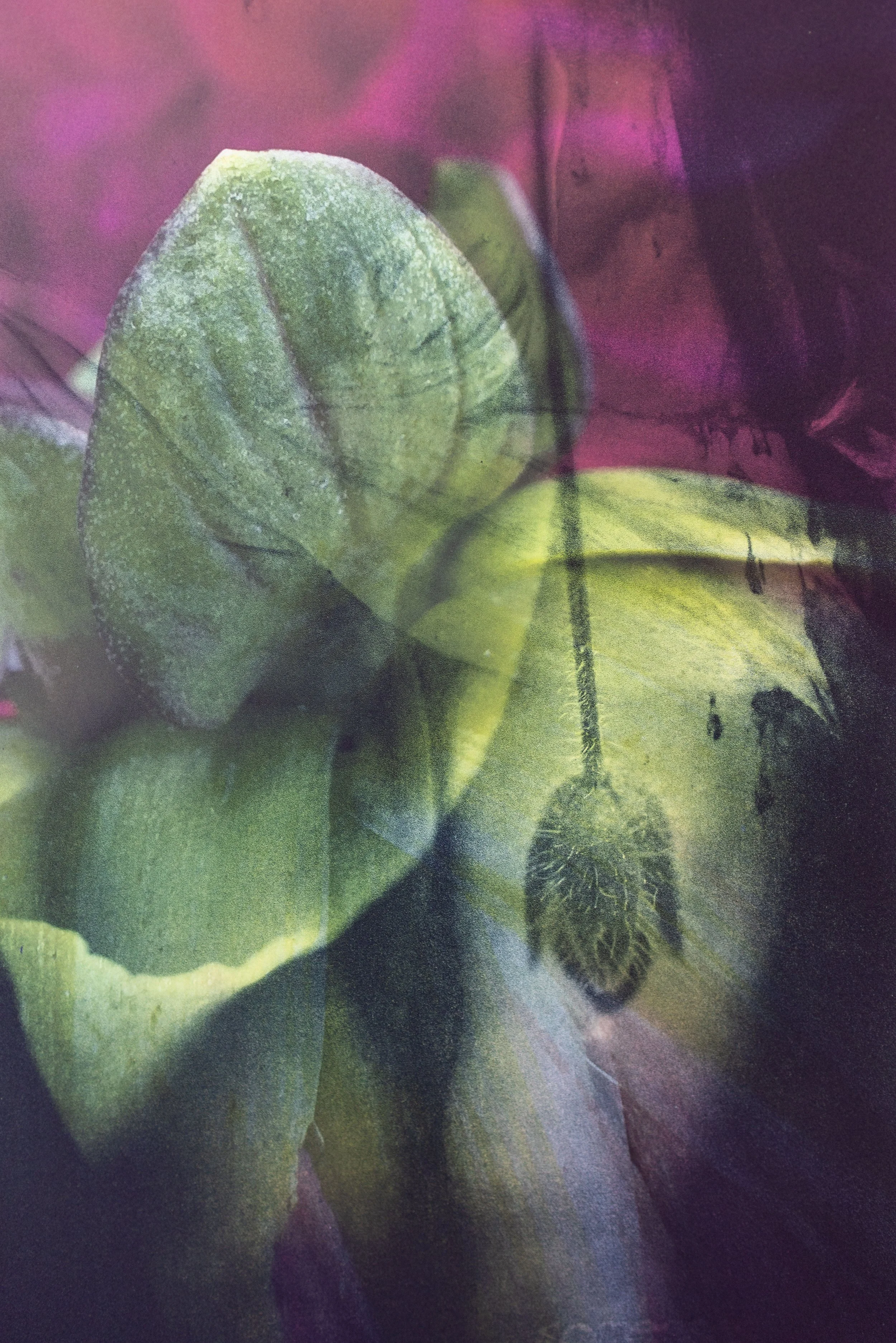 Exhibition Our Bodies Are Wild And Shimmering