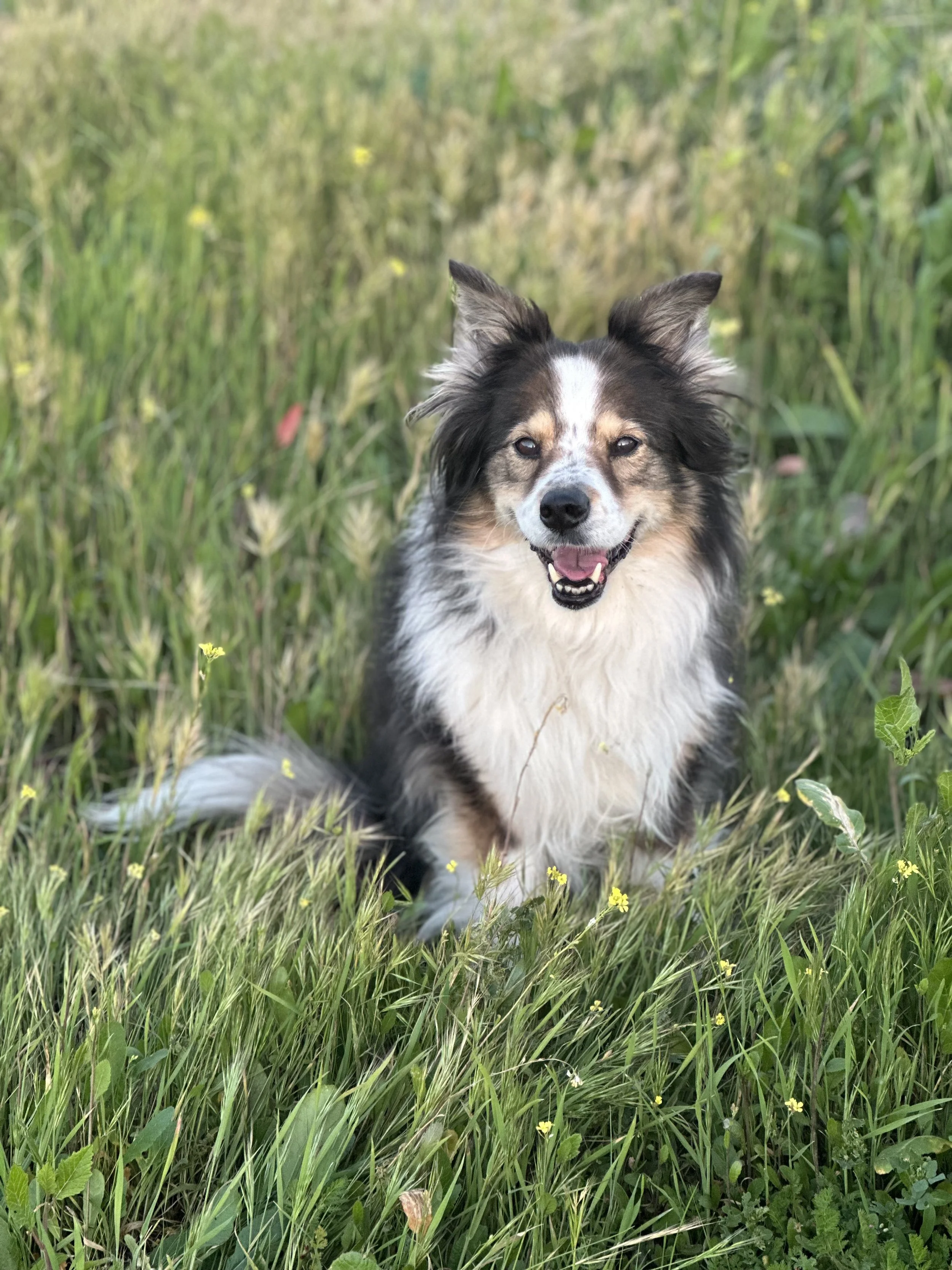 A woman holding a small, fluffy white dog outdoors with trees in the background.