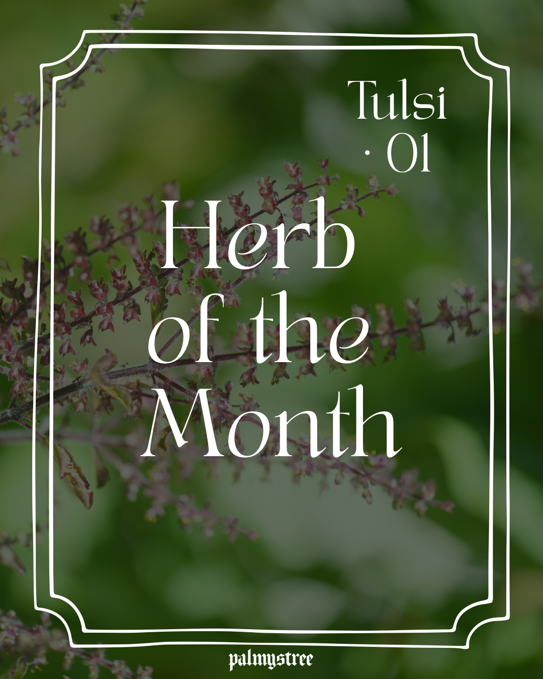 Tulsi Tea Experiments 