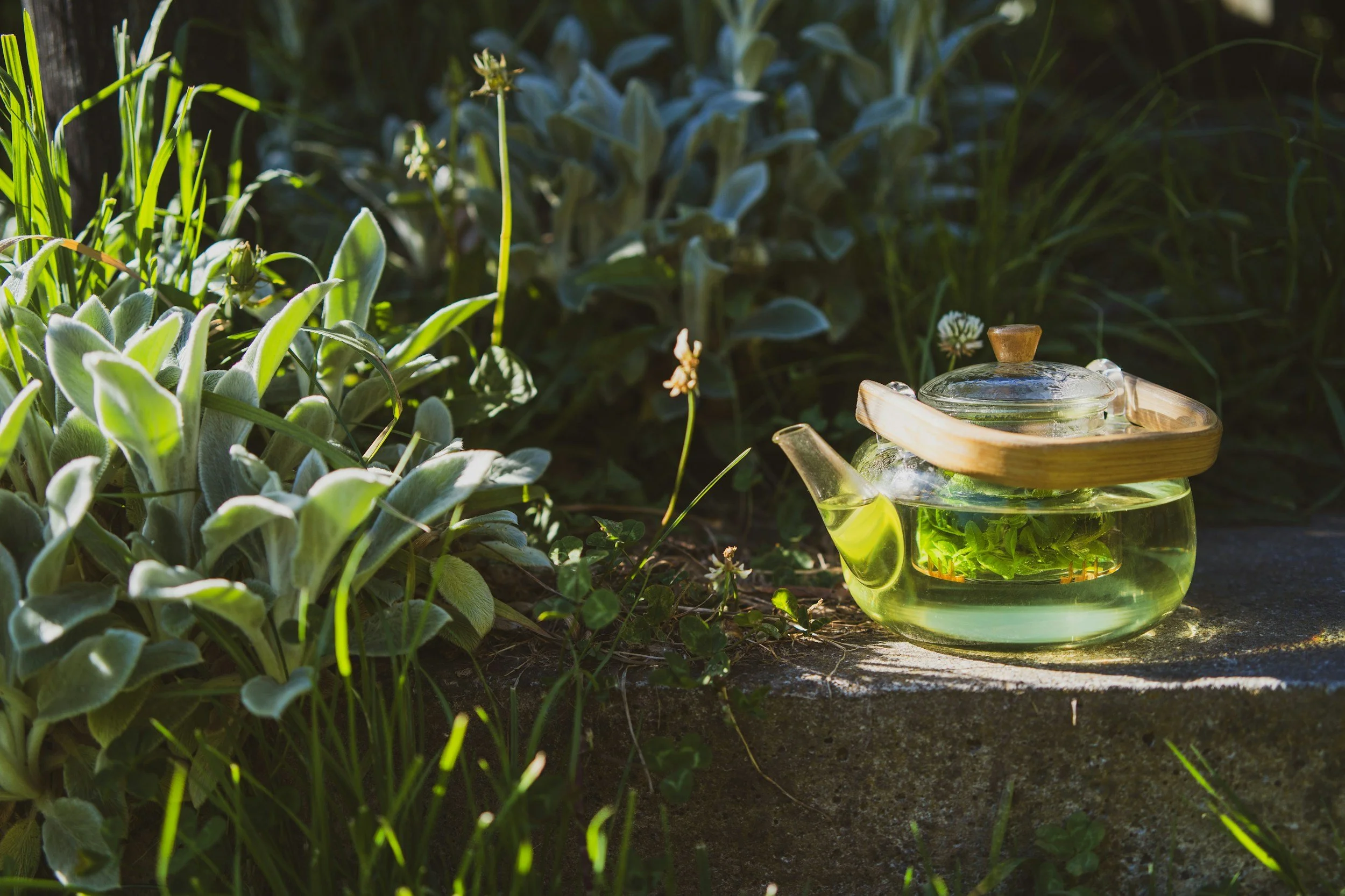 Herb of the Month: Melissa officinalis aka Lemon Balm