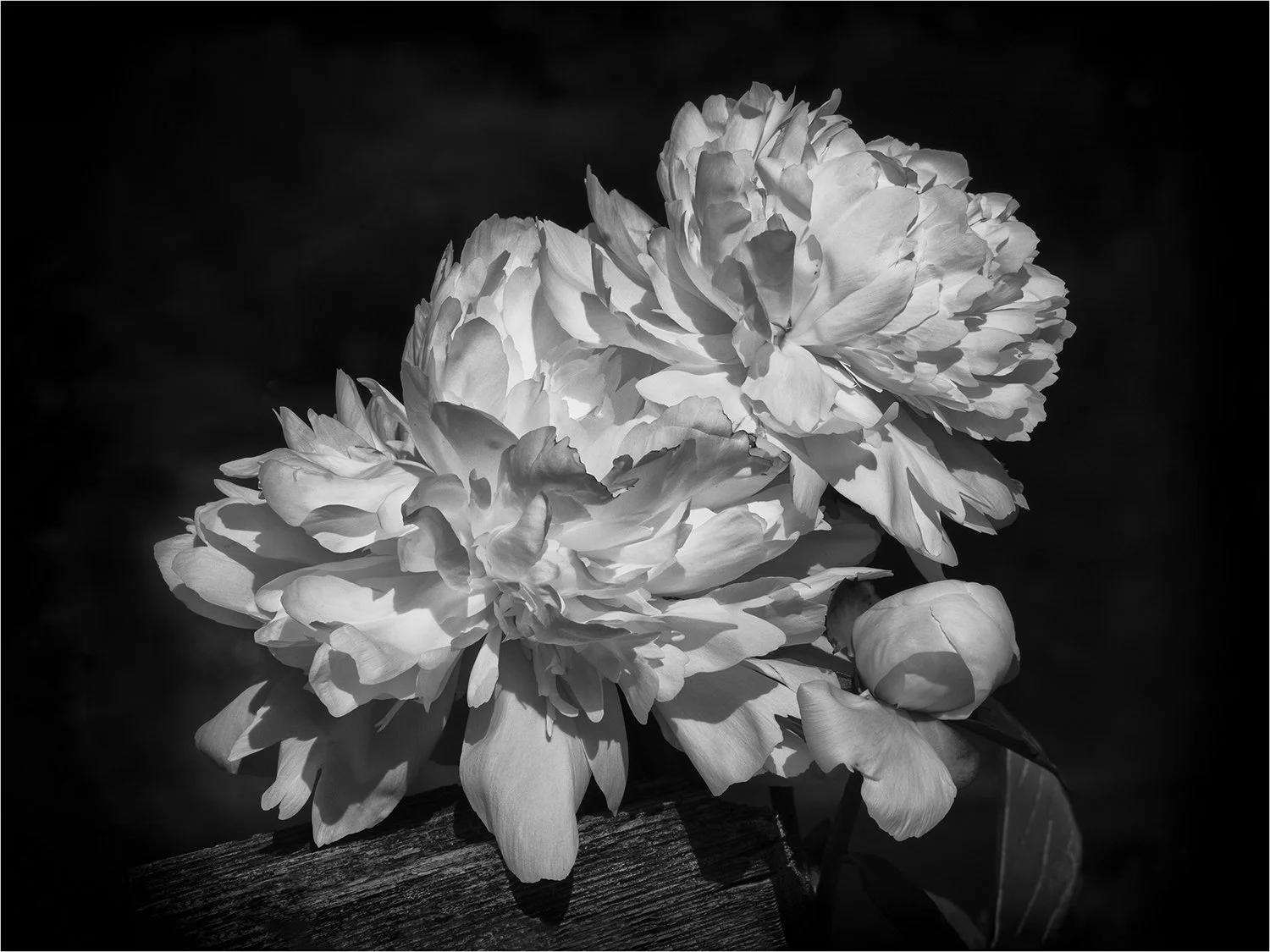 Peony Fluff