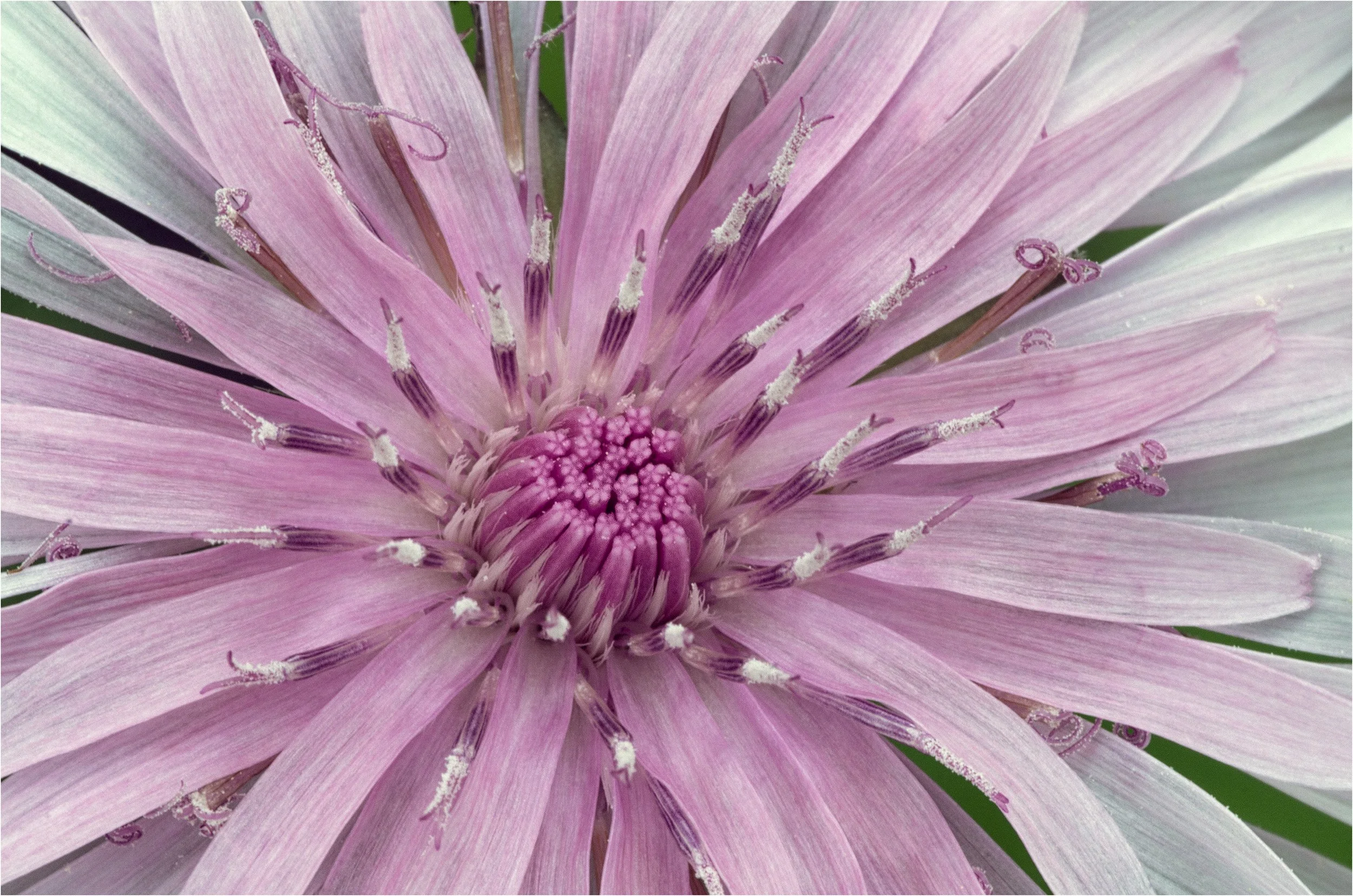 Pink Dandelion