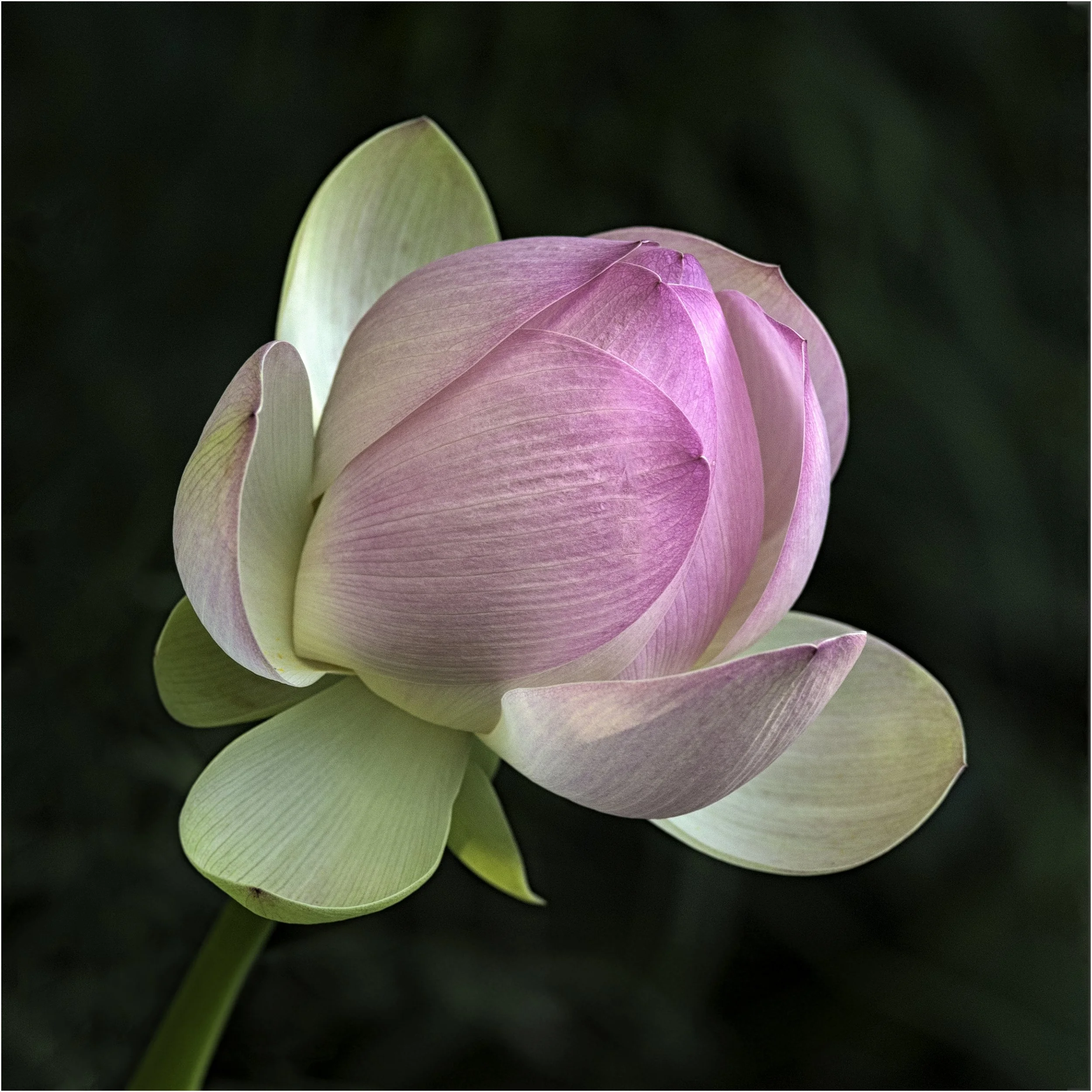 Lotus Petals