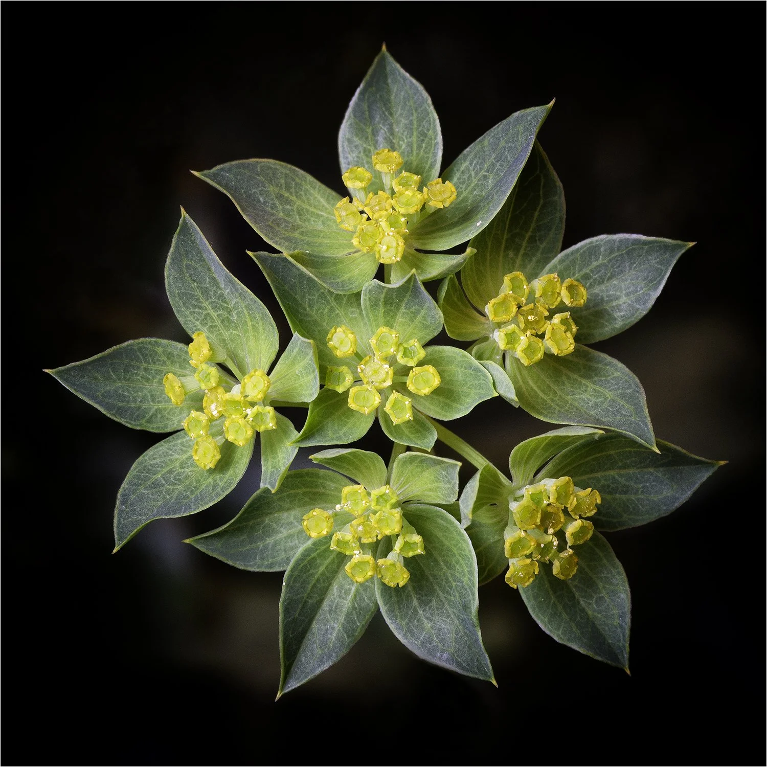 Tiny Yellow Flowers