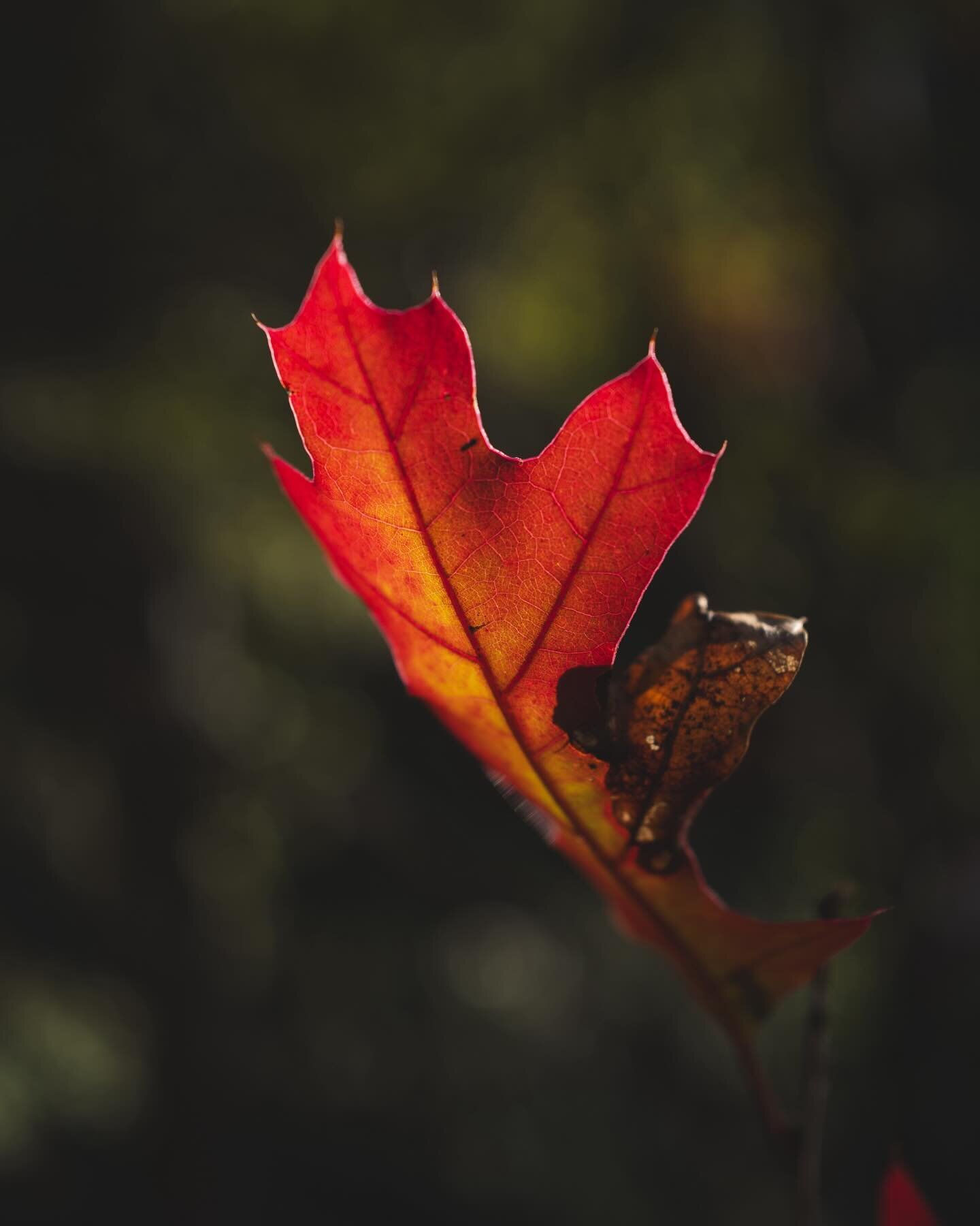 Colors are cool. #texas #nativetexan #txhillcountry #texashillcountry #landscape  #leica #leicaq2 #leicaphotography #countryliving #countrylife #backwoods #wekeepexploring #beanoutsider #llbean #lifesbetteroutside #lifeisbetteroutside #bestoftheday #