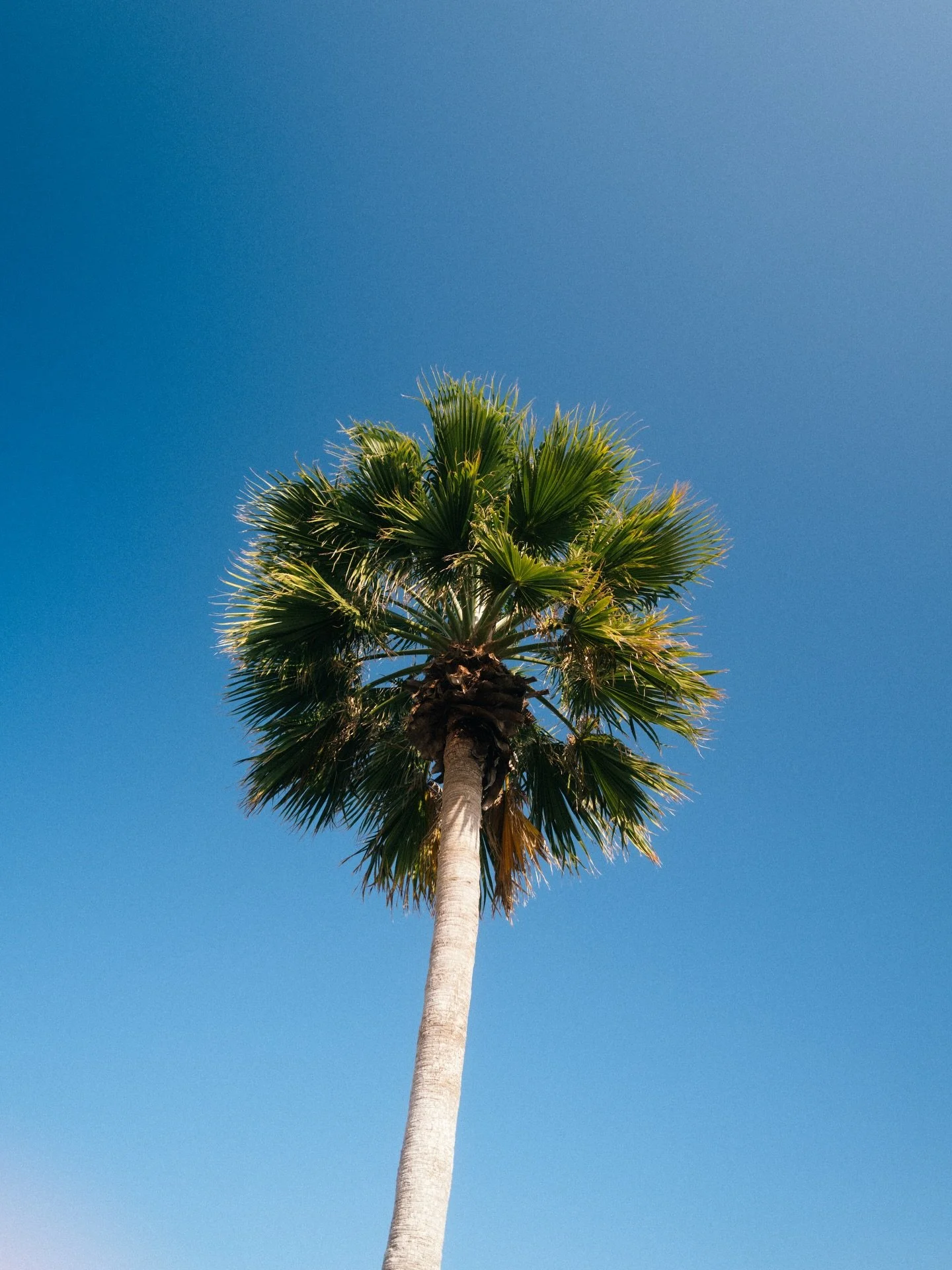 Oh, look. It&rsquo;s a palm tree. 🌴

#LeicaQ2Reporter
#LeicaPhotography
#MinimalPhotography
#CoastalMinimalism
#BlueSkyVibes
#PalmTreeLove
#CleanComposition

#CorpusChristi
#TexasCoast
#GulfCoastTexas
#TexasPhotography

#VisualPoetry
#StillMoments
#