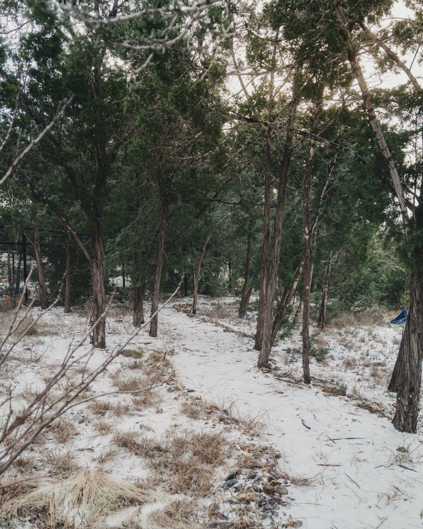 Whelp, it was fun while it lasted&hellip; I guess. The winter weather, at least for us, was rather insignificant and definitely not anywhere near as severe as a lot of individuals thought it would be. (I&rsquo;m looking at you HEB shoppers acting lik