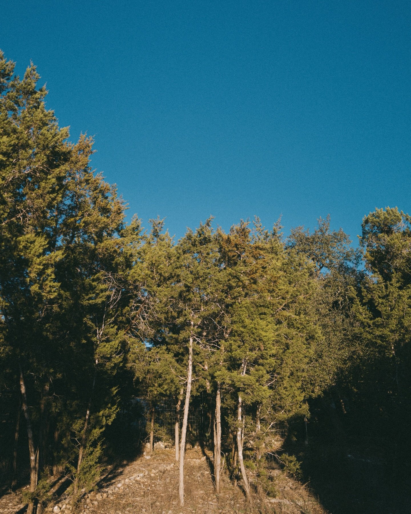 And just like that, winter seems to have packed up and left. Blah! 🫠
I&rsquo;ve got a bad feeling about this summer. We need so much rain, sooner rather than later, and it&rsquo;s already too damn hot out.