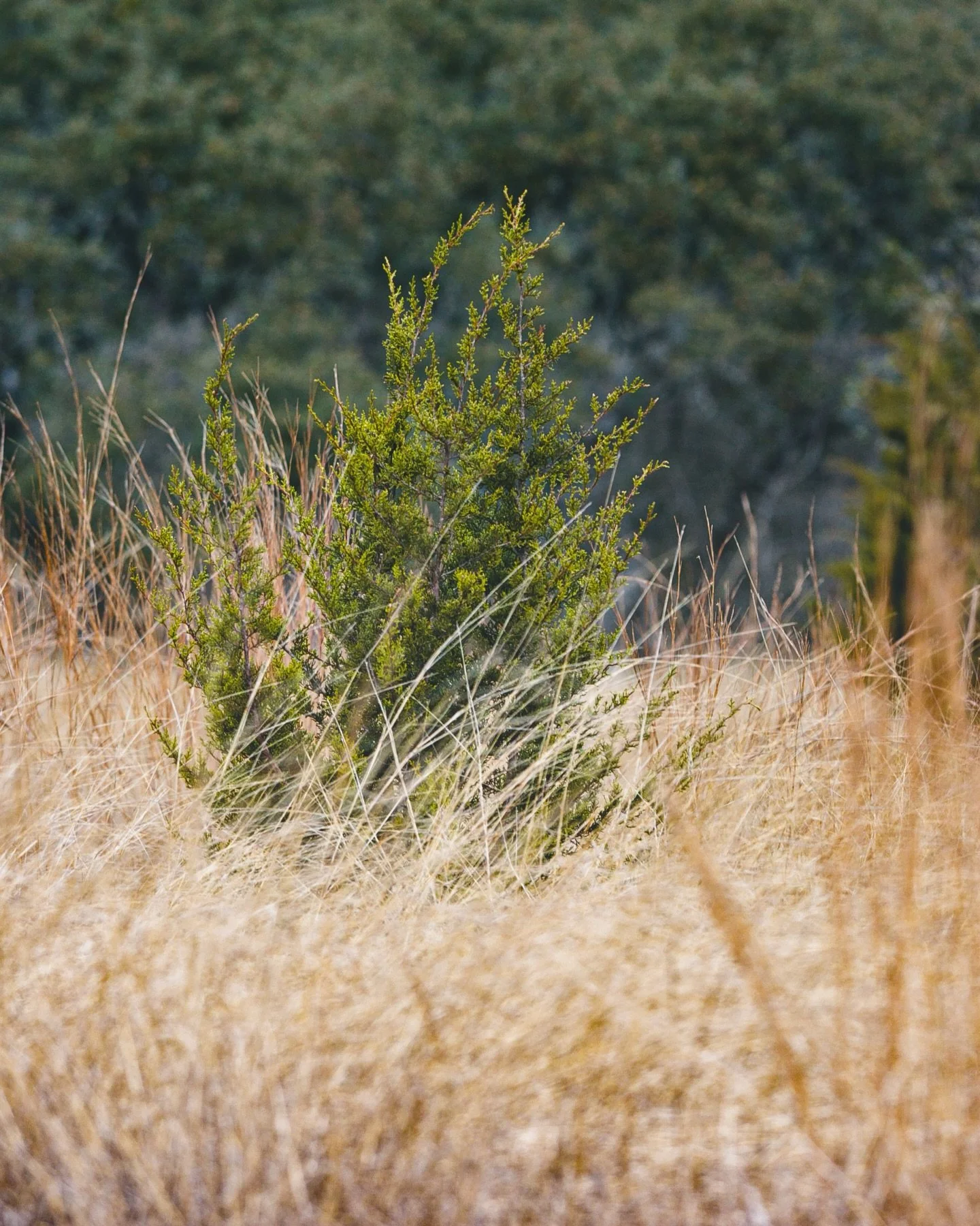 I am still going through my archives, and this post will be a continuation of the previous one. Perhaps I am a gluten for punishment, trying to just live in the past, or, perhaps I am finding a source of inspiration. I am more inclined to believe the