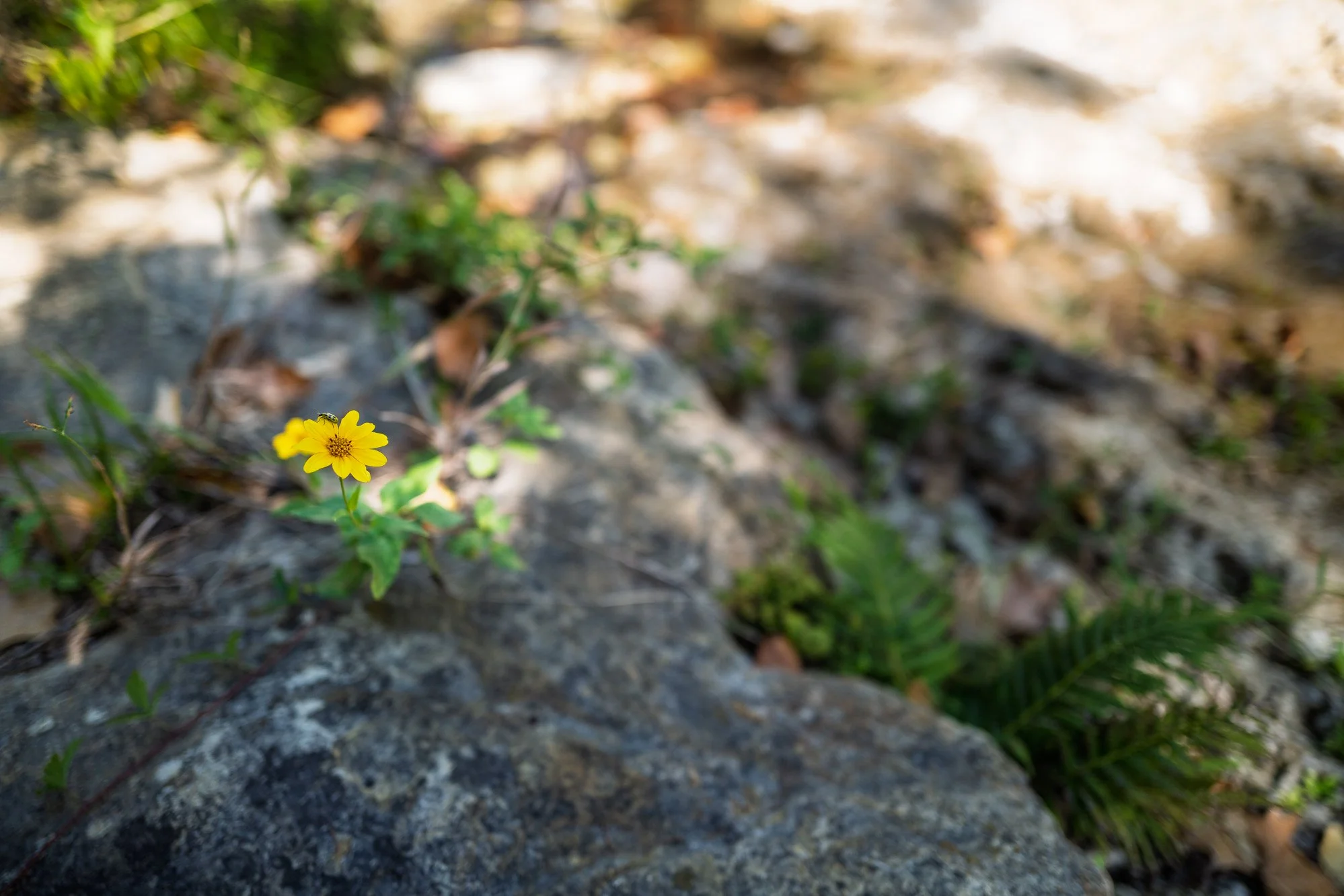 L1006041.jpg